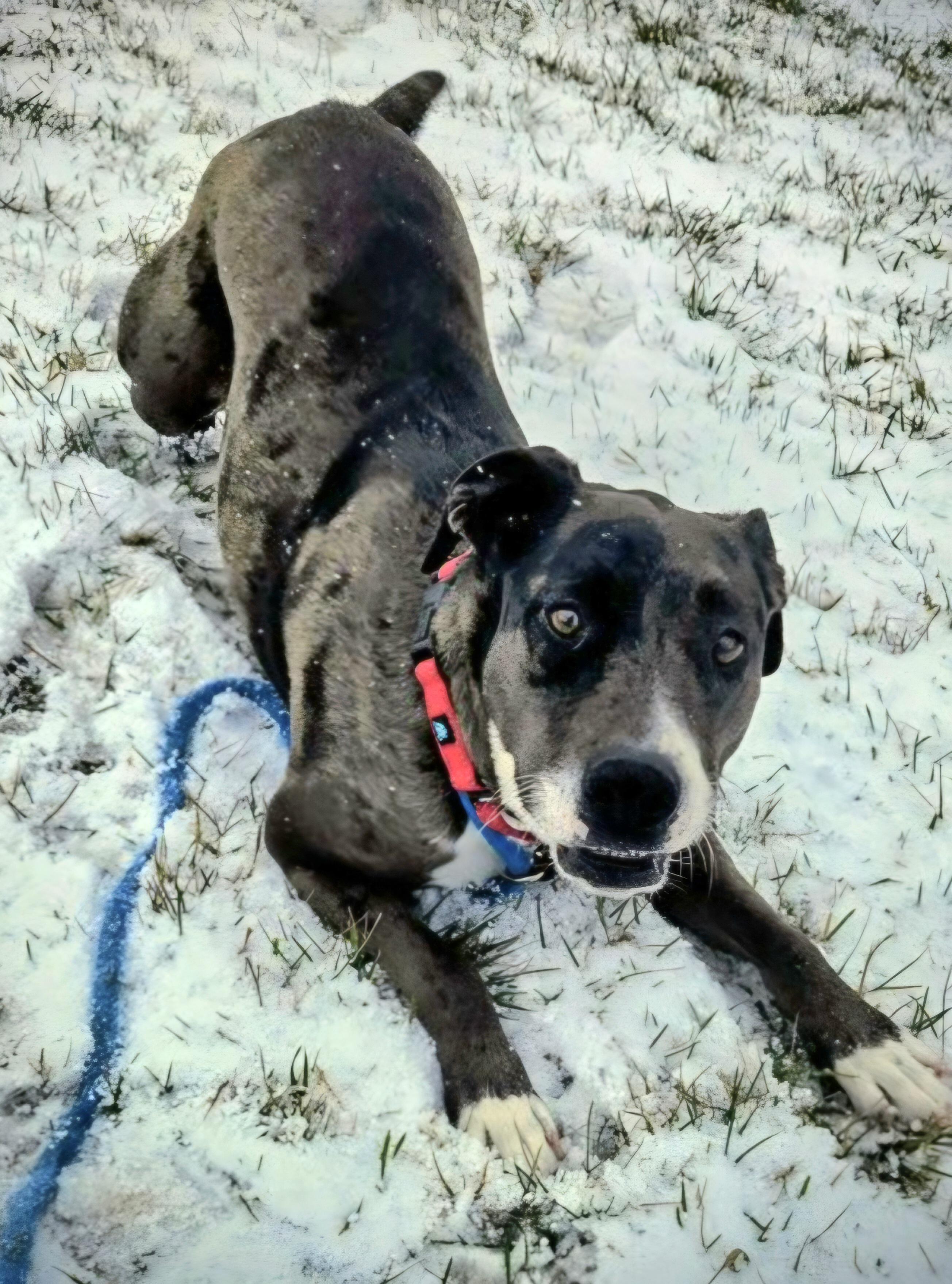 Enlarge WINNIE, a ADOPTABLE mixed breed in Salt Lake City, UT image 1/2