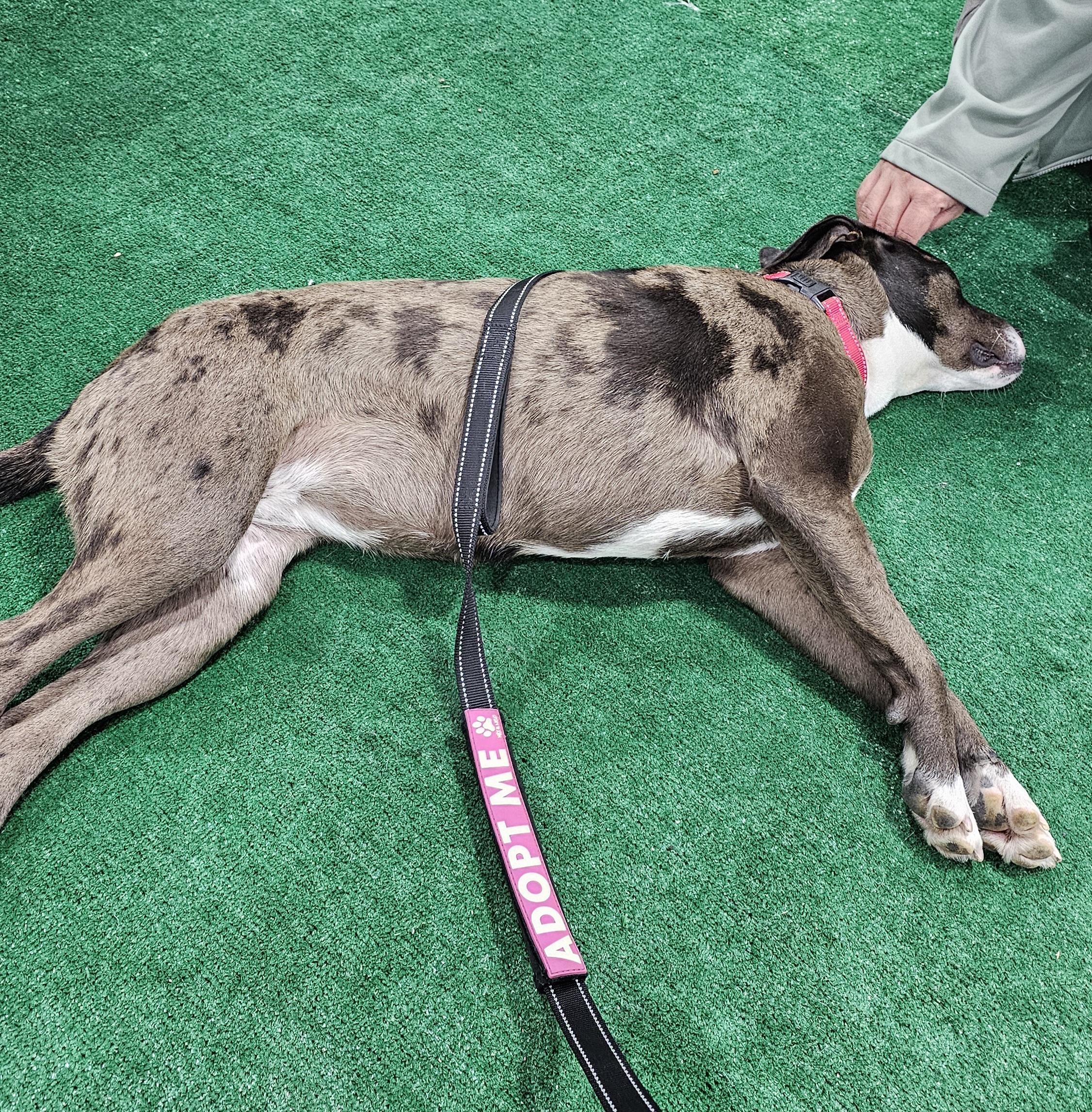 WINNIE, ADOPTABLE, Adult Female Catahoula Leopard Dog.