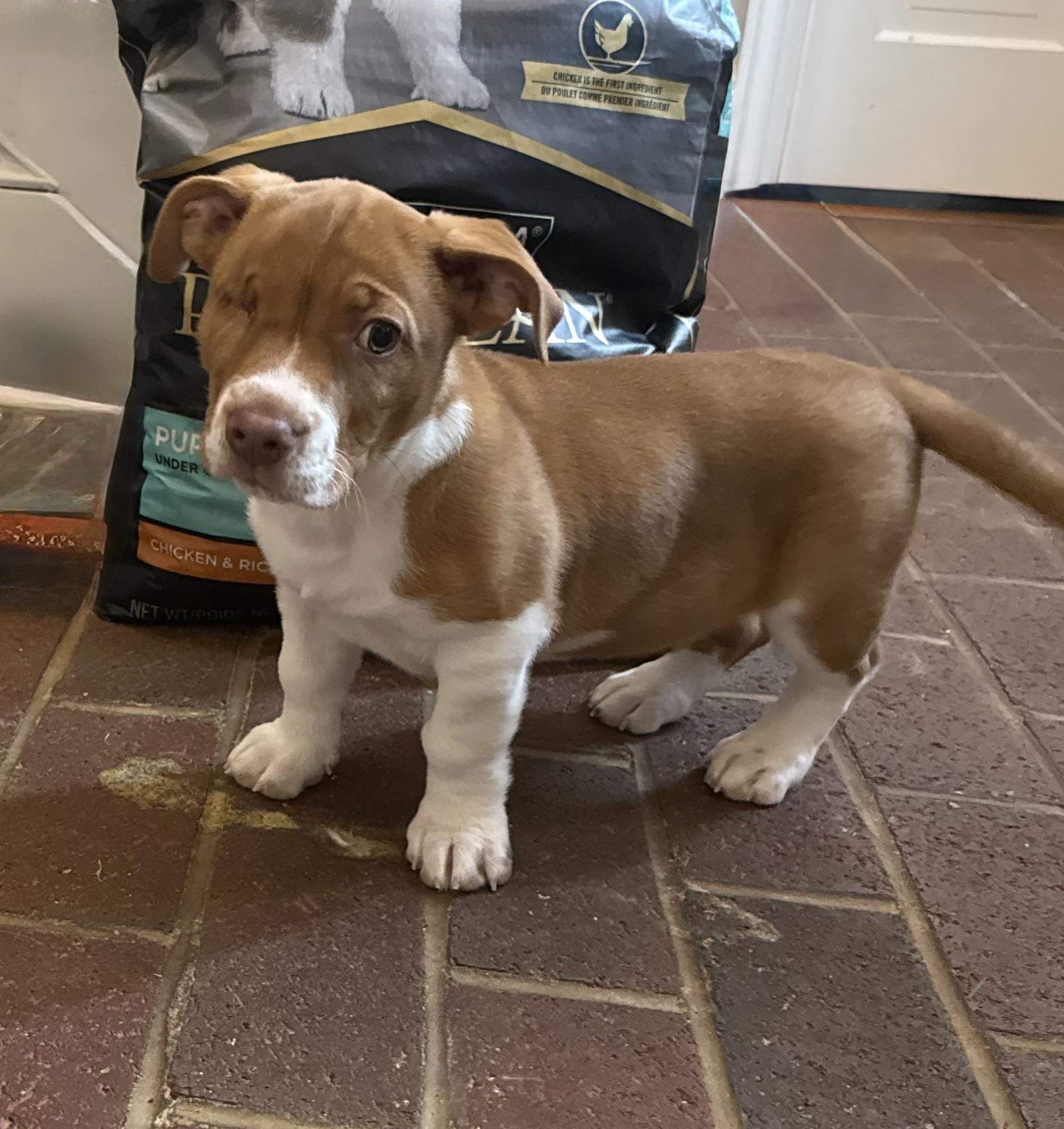 Uno, adopted, Puppy Male Pit Bull Terrier & Corgi.