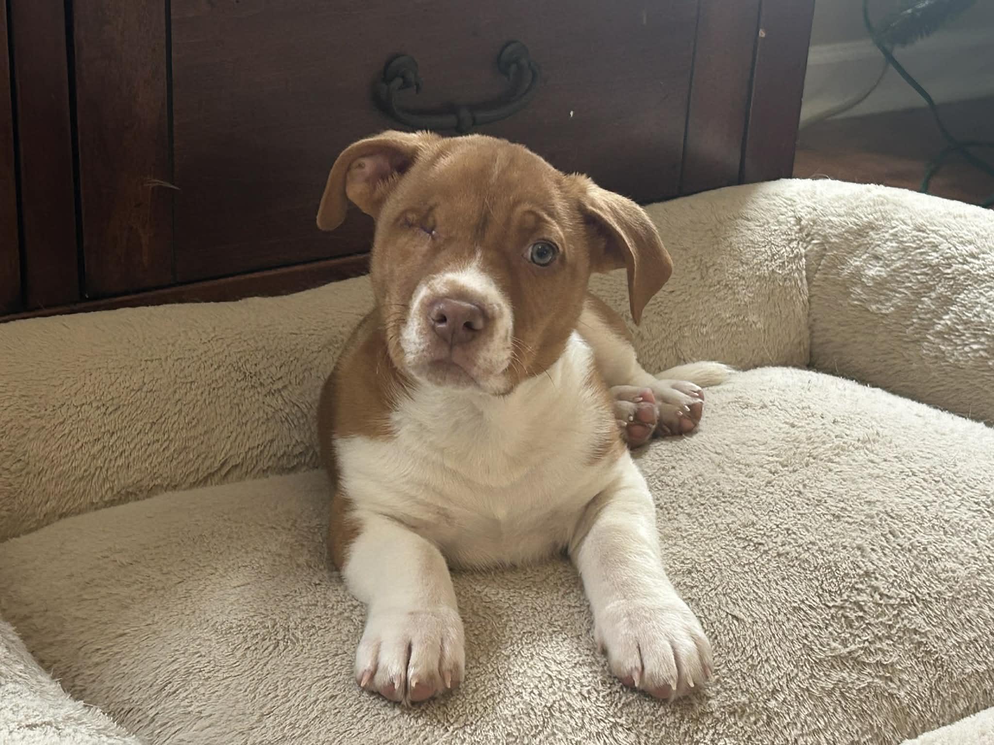 Enlarge Uno, an adopted mixed breed in Kannapolis, NC image 2/4