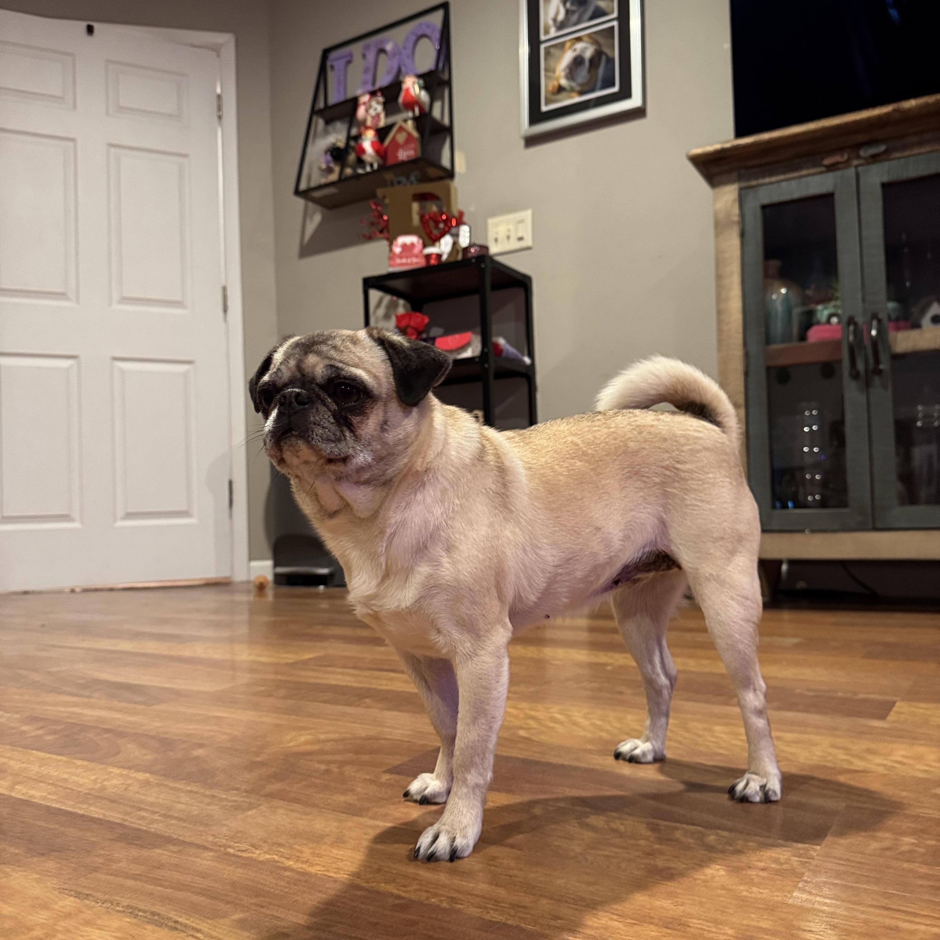 Enlarge Birdie, a Adoptable Pug in Fort Calhoun, NE image 5/6