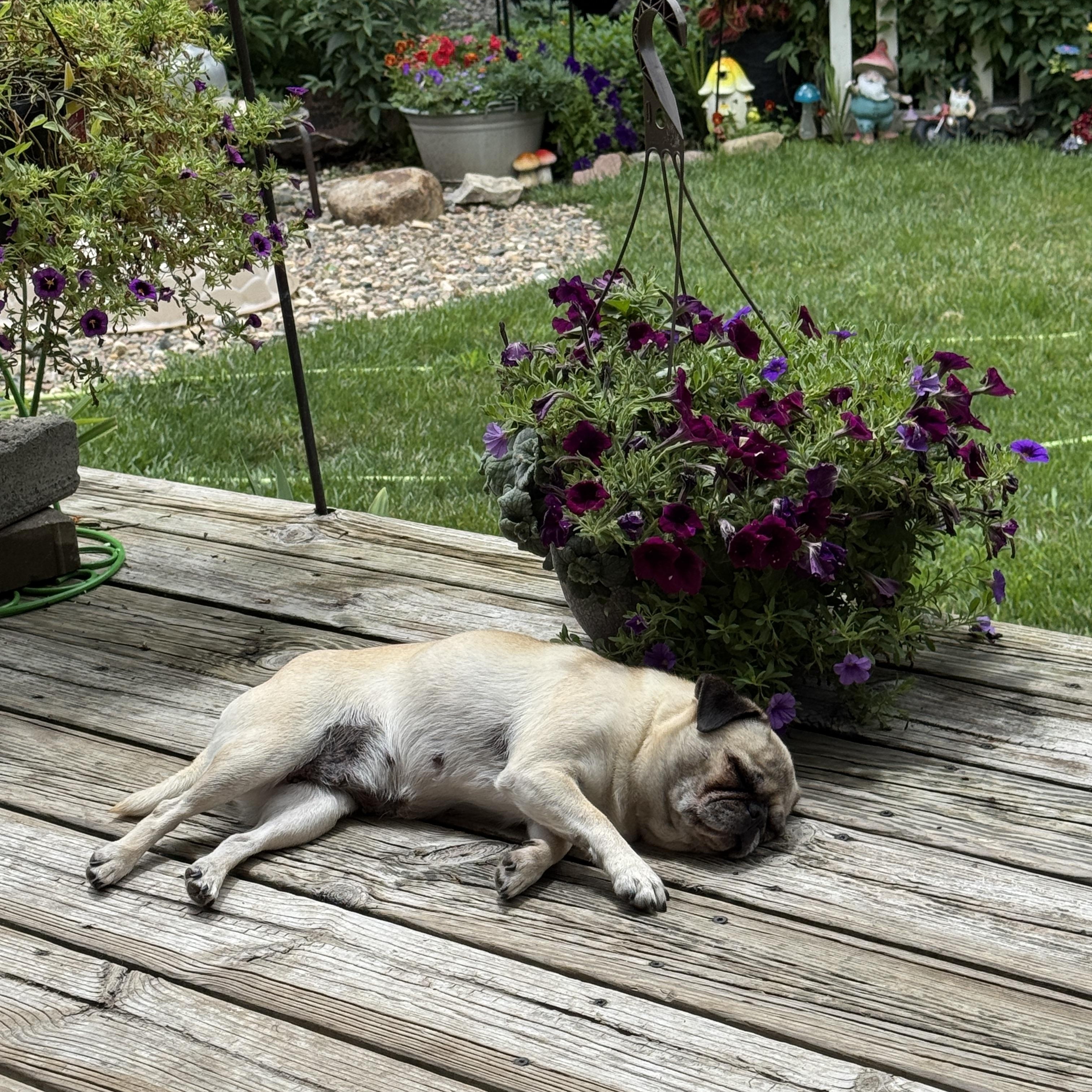Birdie, a Adoptable Pug in Fort Calhoun, NE image 3/5