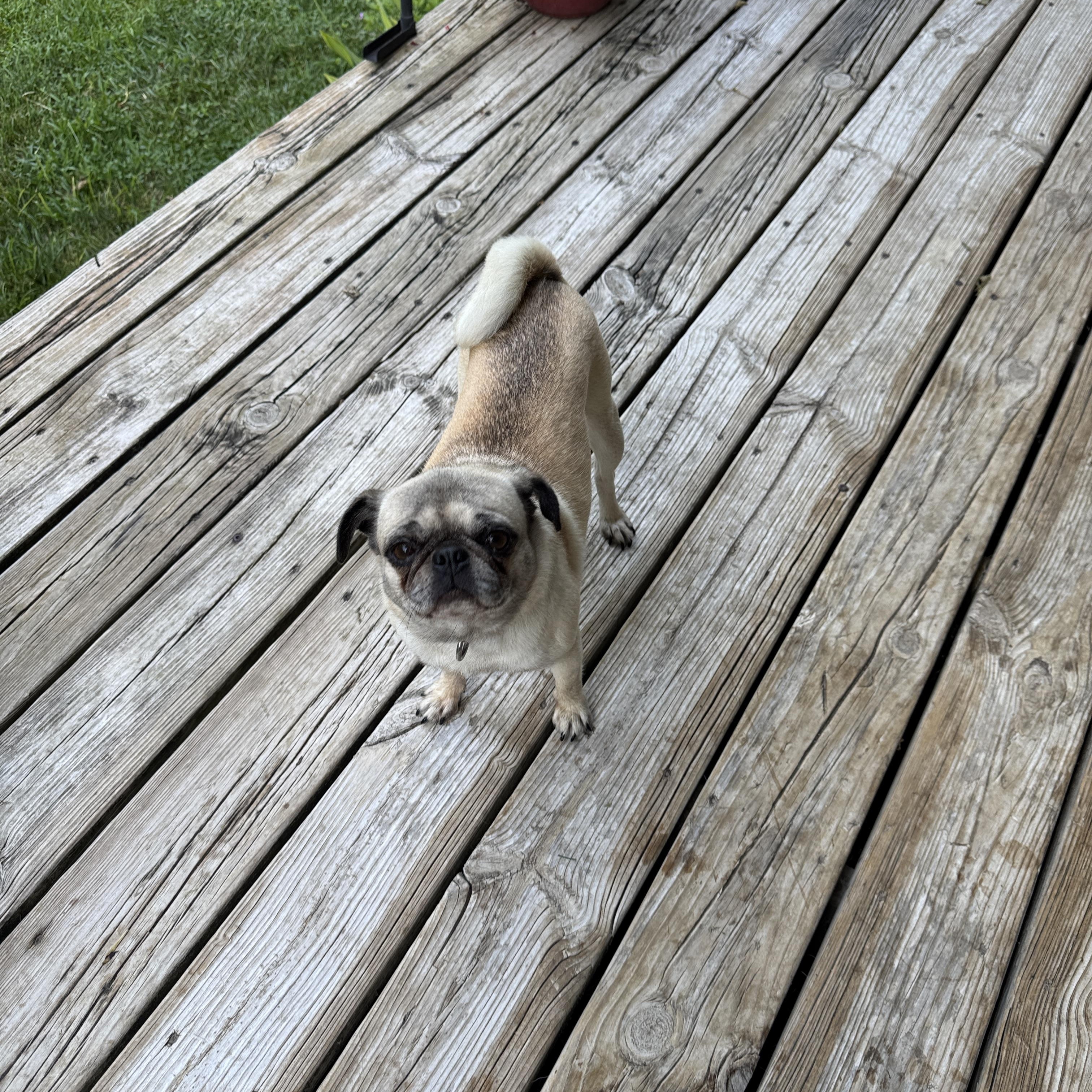 Birdie, a Adoptable Pug in Fort Calhoun, NE image 2/5