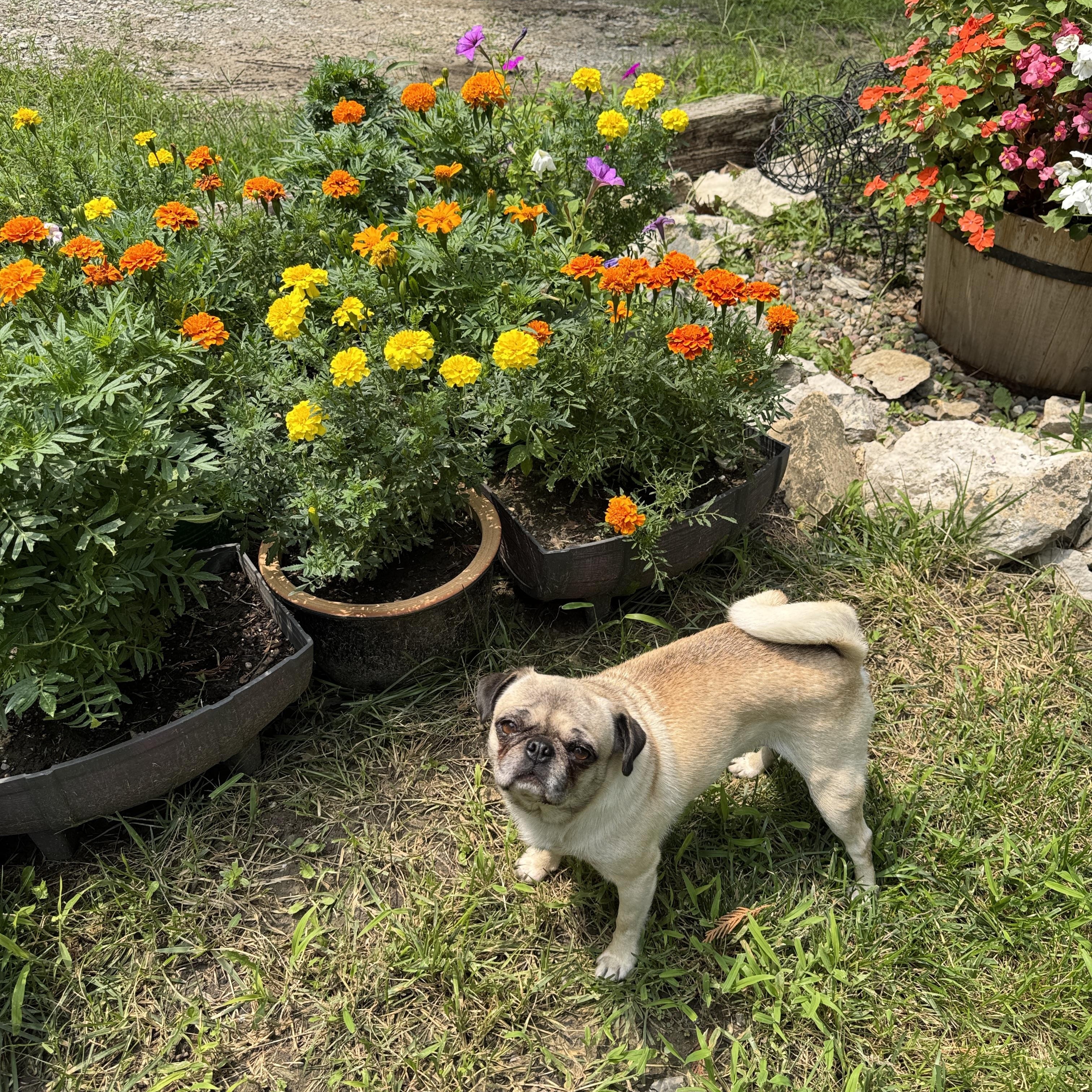 Birdie, a Adoptable Pug in Fort Calhoun, NE image 1/5