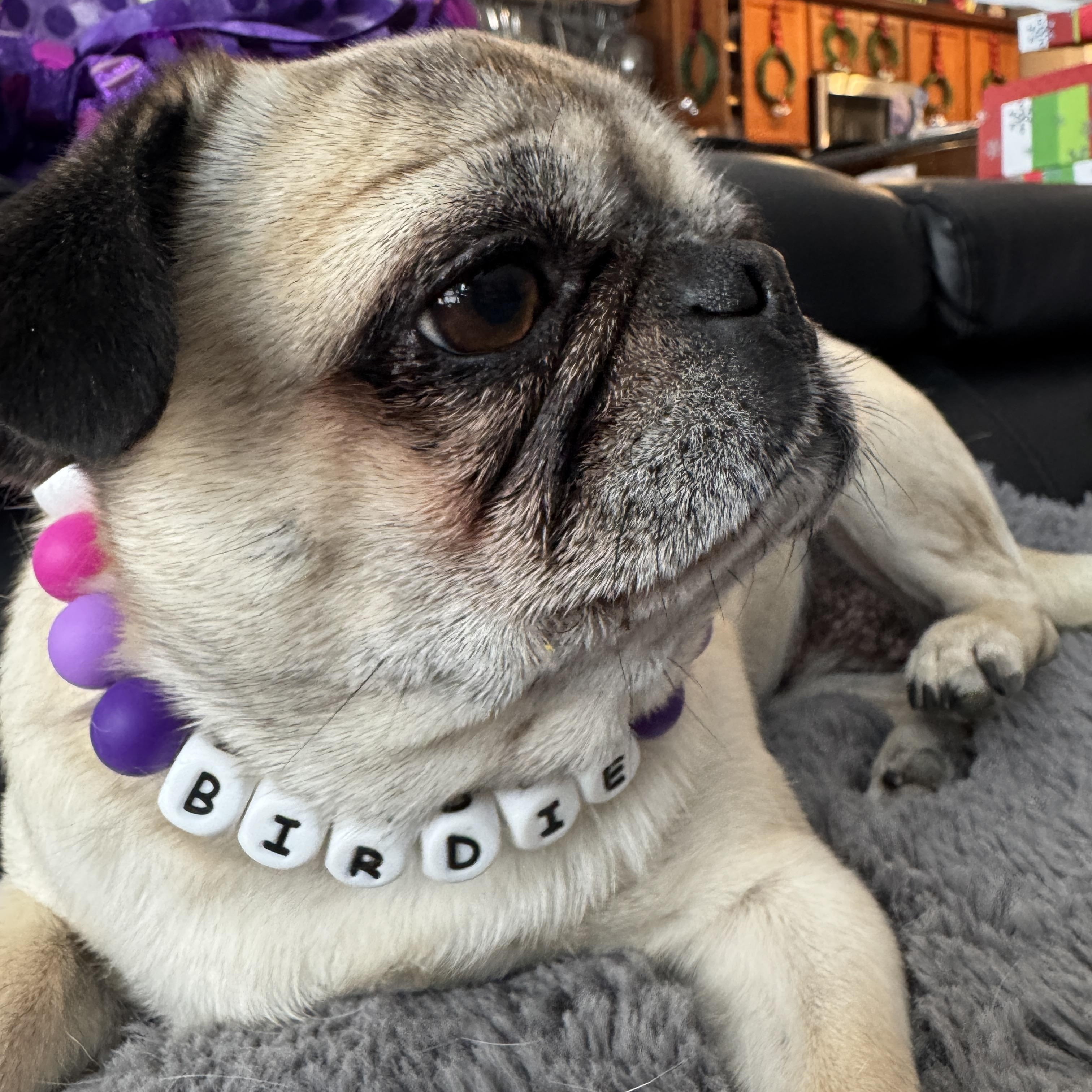 Enlarge Birdie, a Adoptable Pug in Fort Calhoun, NE image 1/6