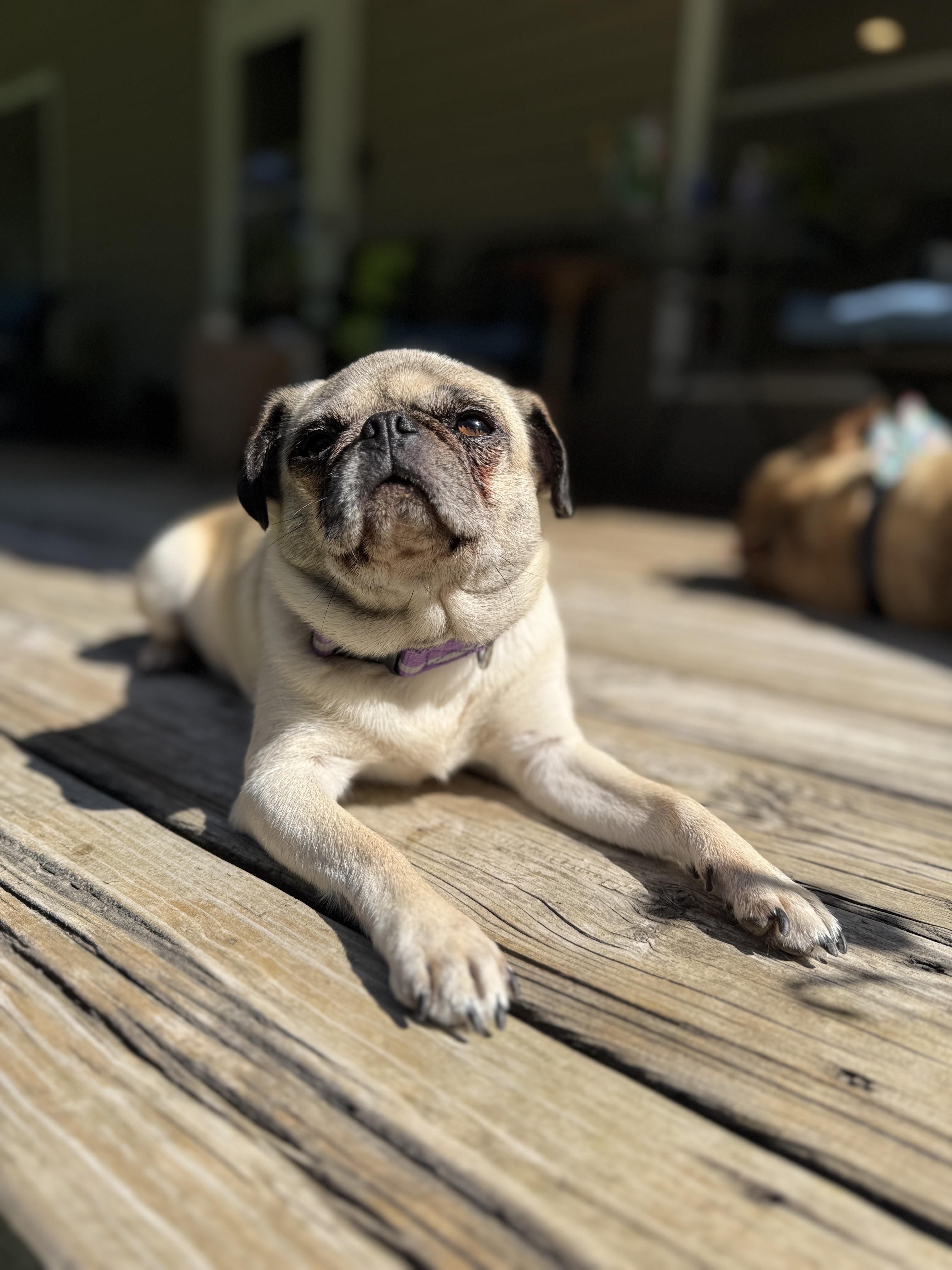Birdie, a Adoptable Pug in Fort Calhoun, NE image 4/5