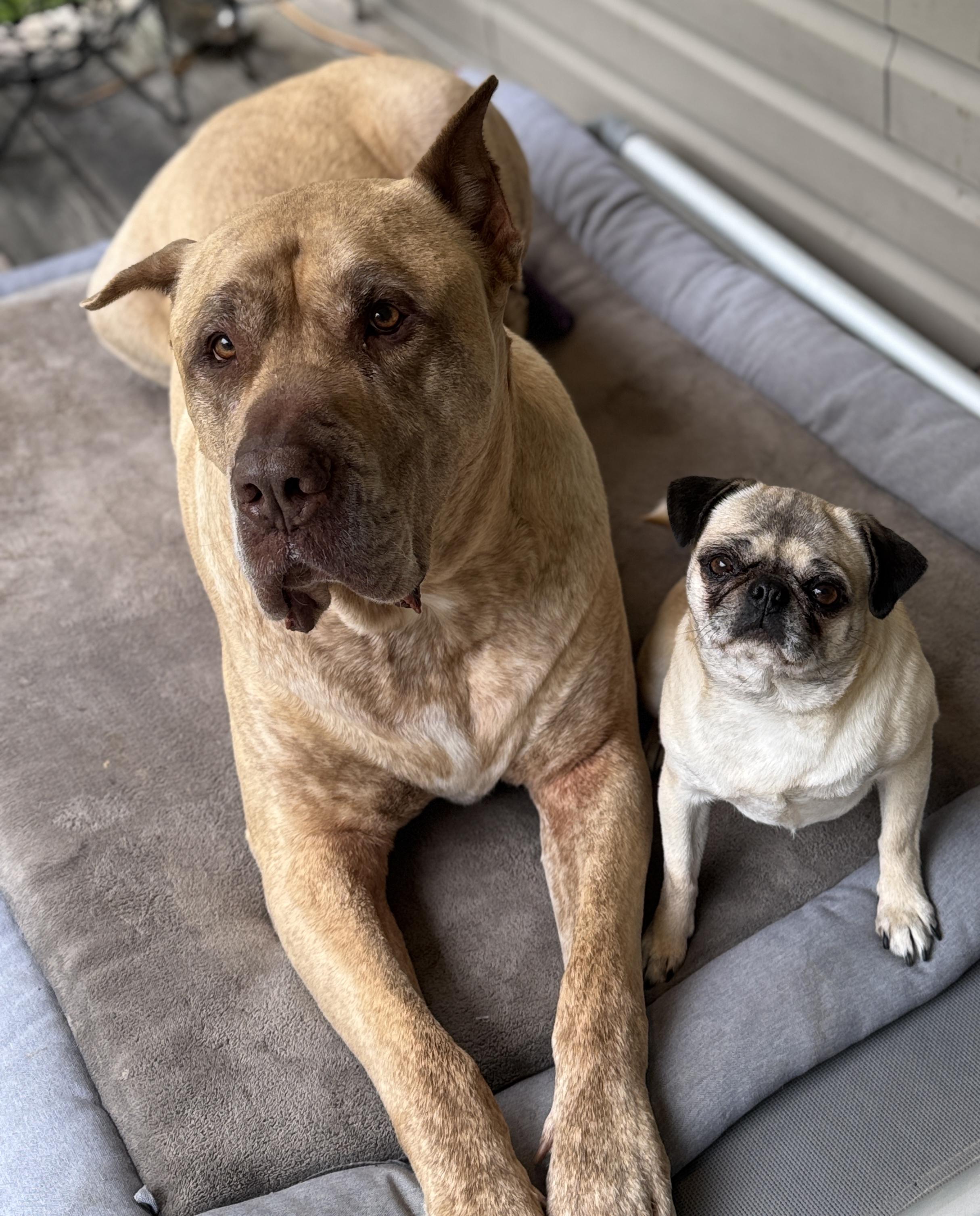 Enlarge Birdie, a Adoptable Pug in Fort Calhoun, NE image 3/6