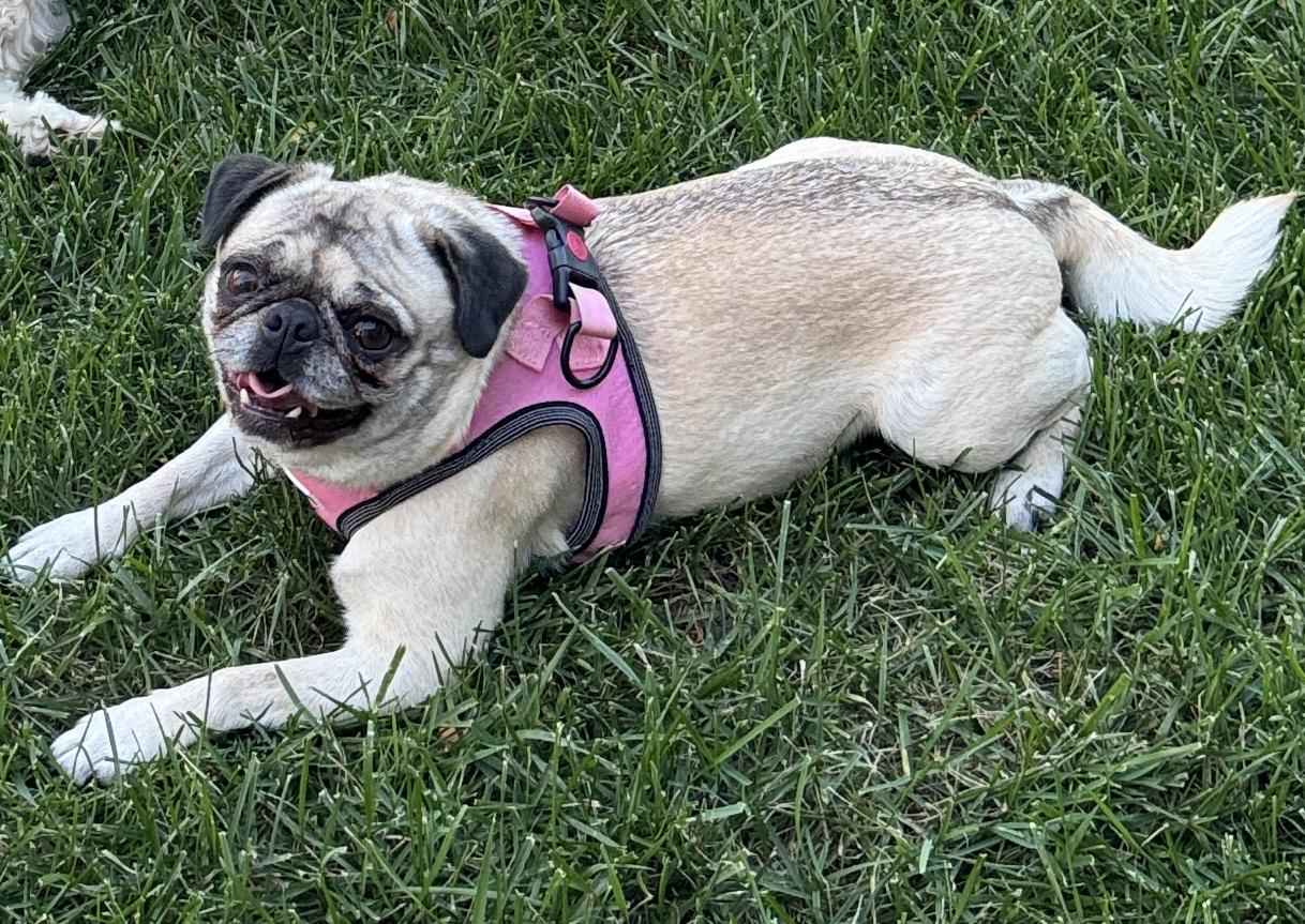 Enlarge Birdie, a Adoptable Pug in Fort Calhoun, NE image 6/6