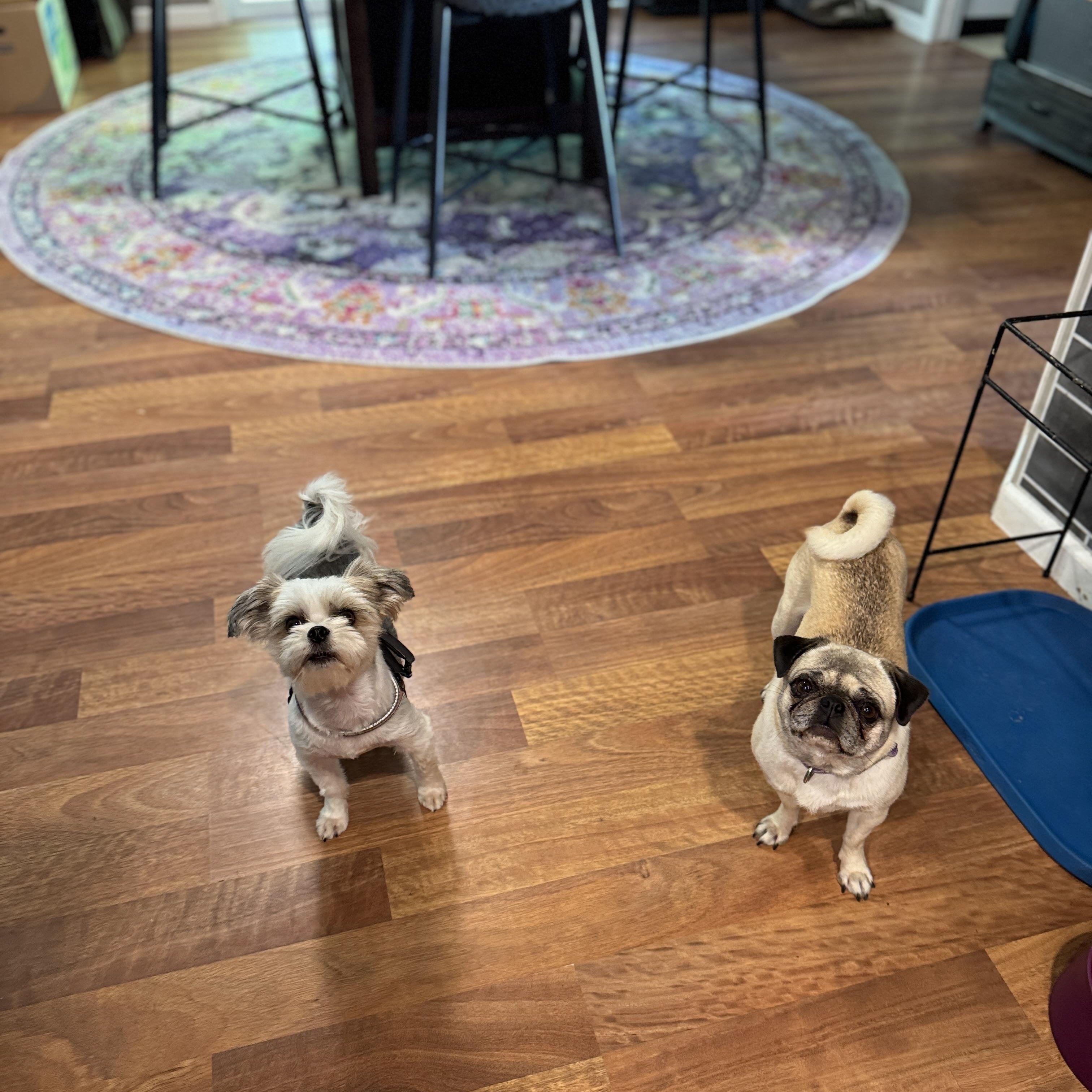 Birdie, a Adoptable Pug in Fort Calhoun, NE image 5/5