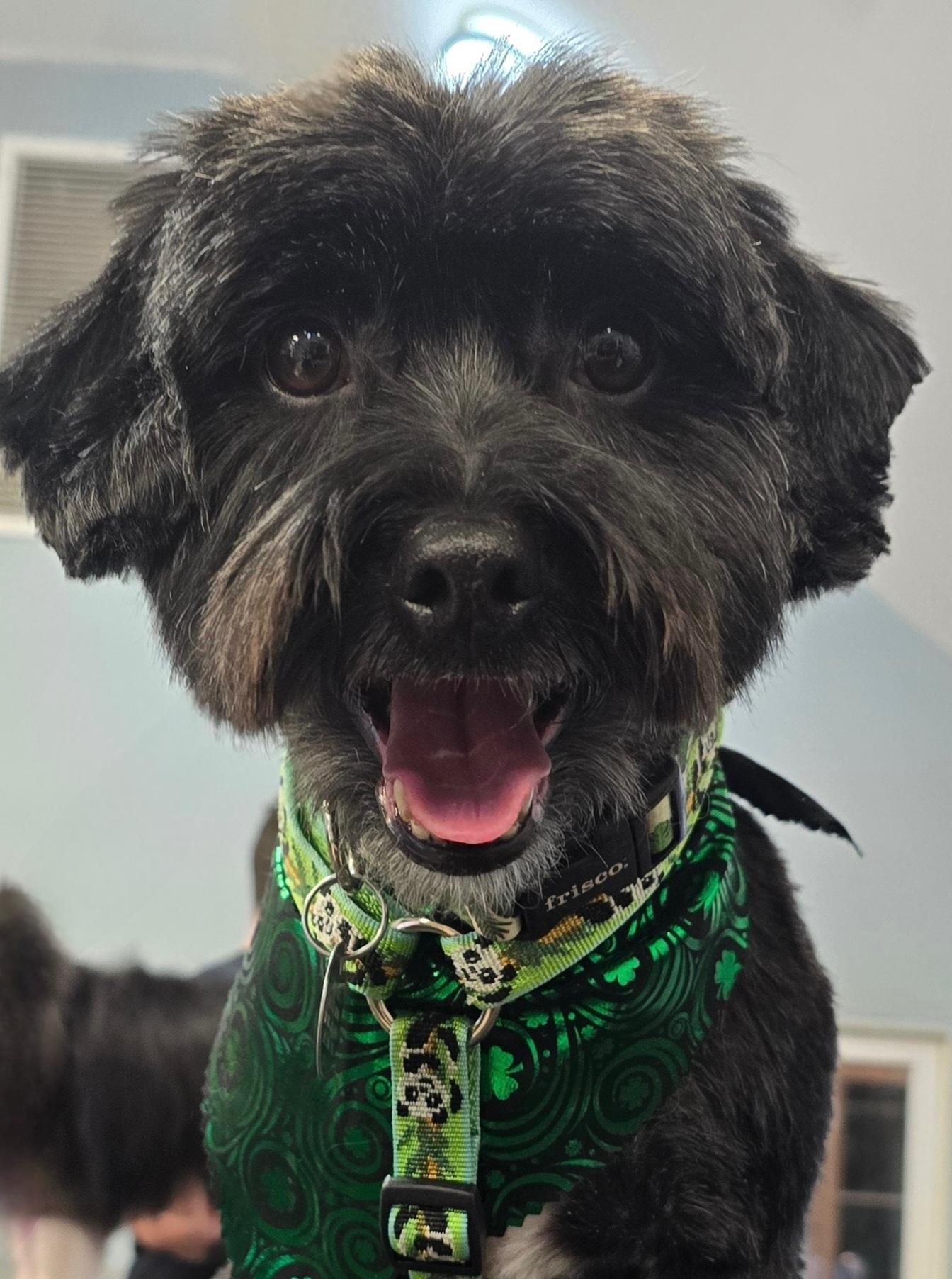 Enlarge Asher, an adopted mixed breed in Wayne, NJ image 1/6