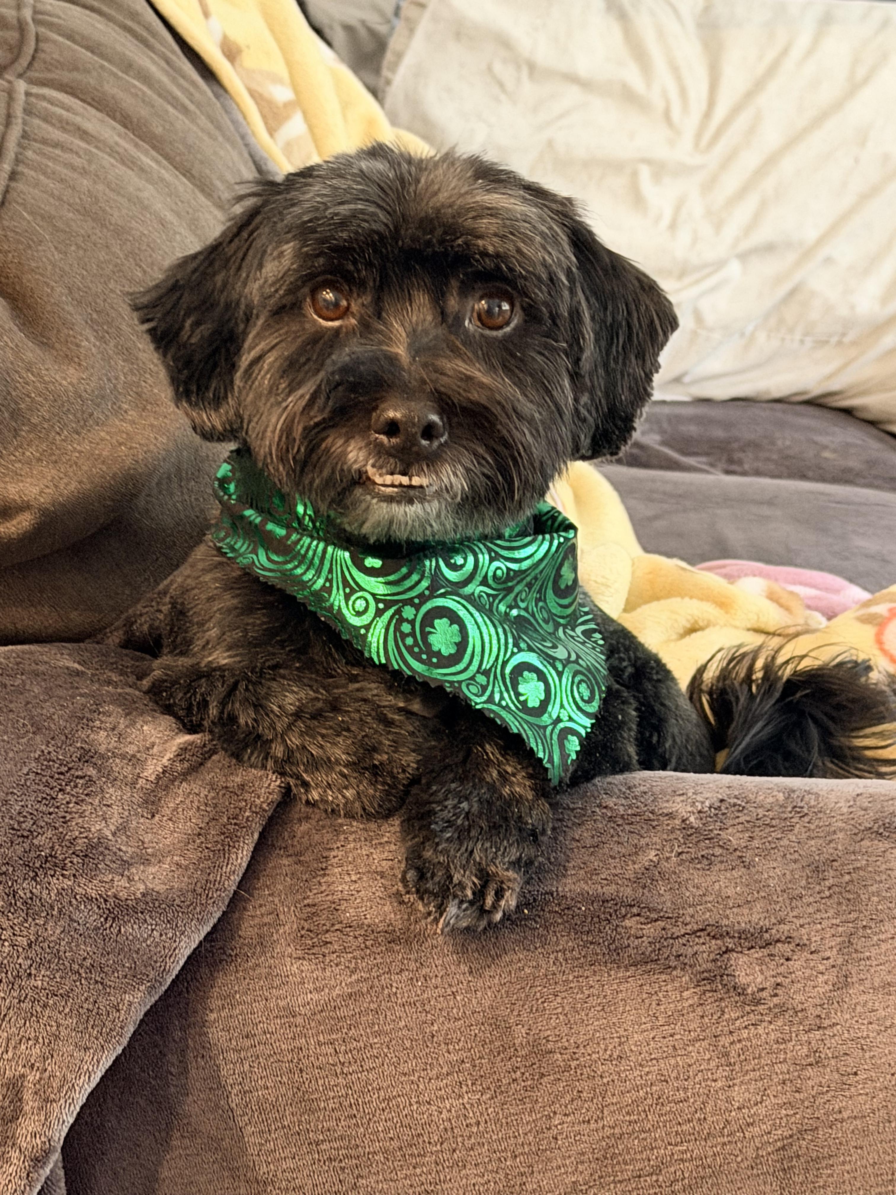 Enlarge Asher, an adopted mixed breed in Wayne, NJ image 3/6