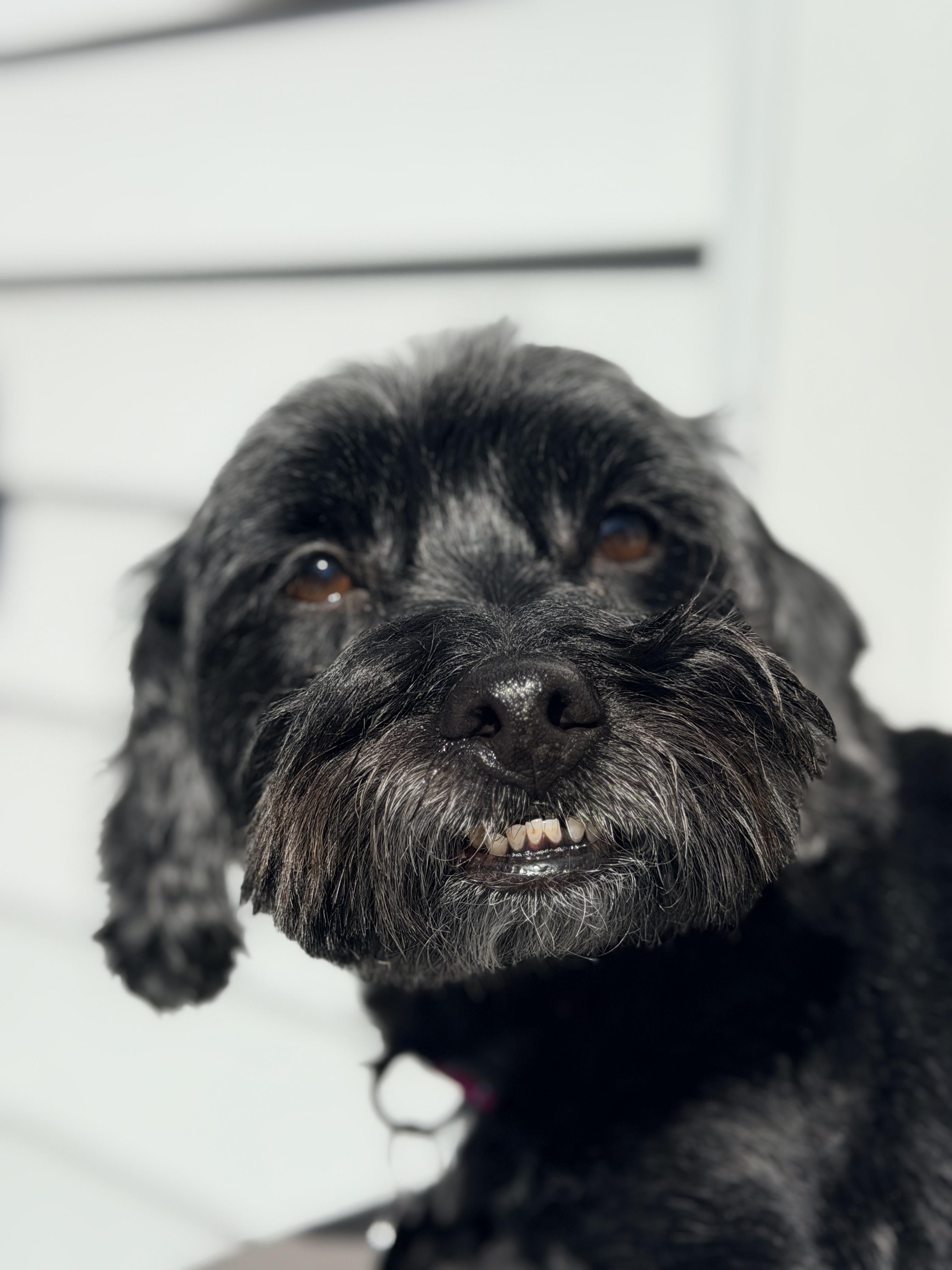 Enlarge Asher, an adopted mixed breed in Wayne, NJ image 5/6