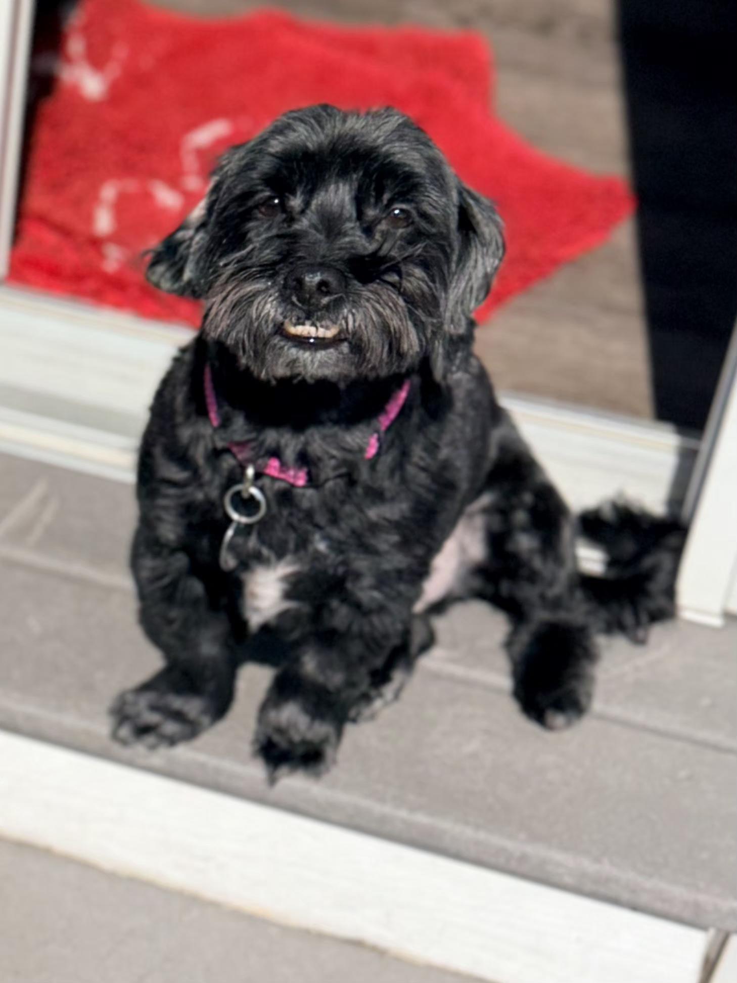 Enlarge Asher, an adopted mixed breed in Wayne, NJ image 2/6