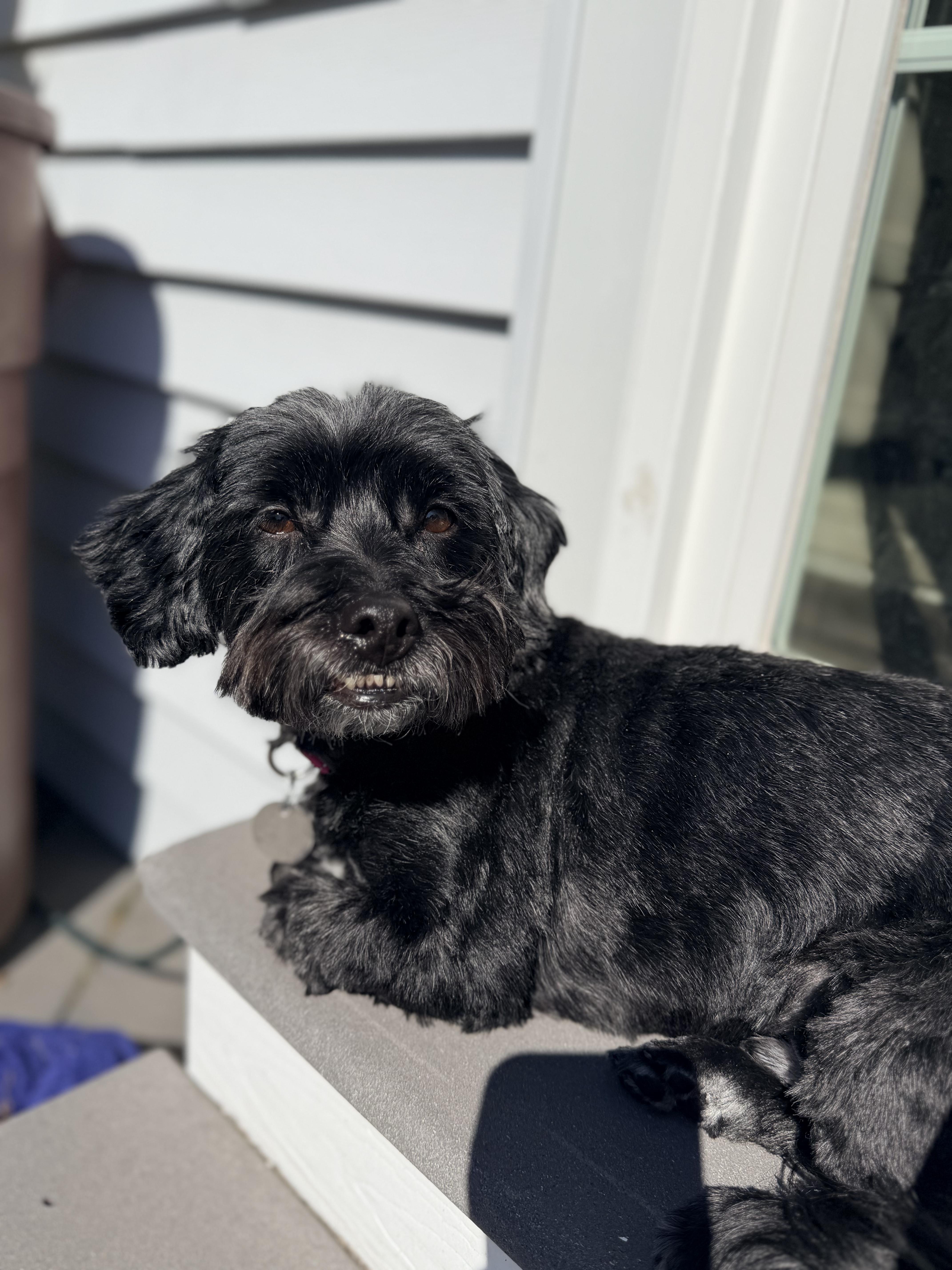 Enlarge Asher, an adopted mixed breed in Wayne, NJ image 6/6