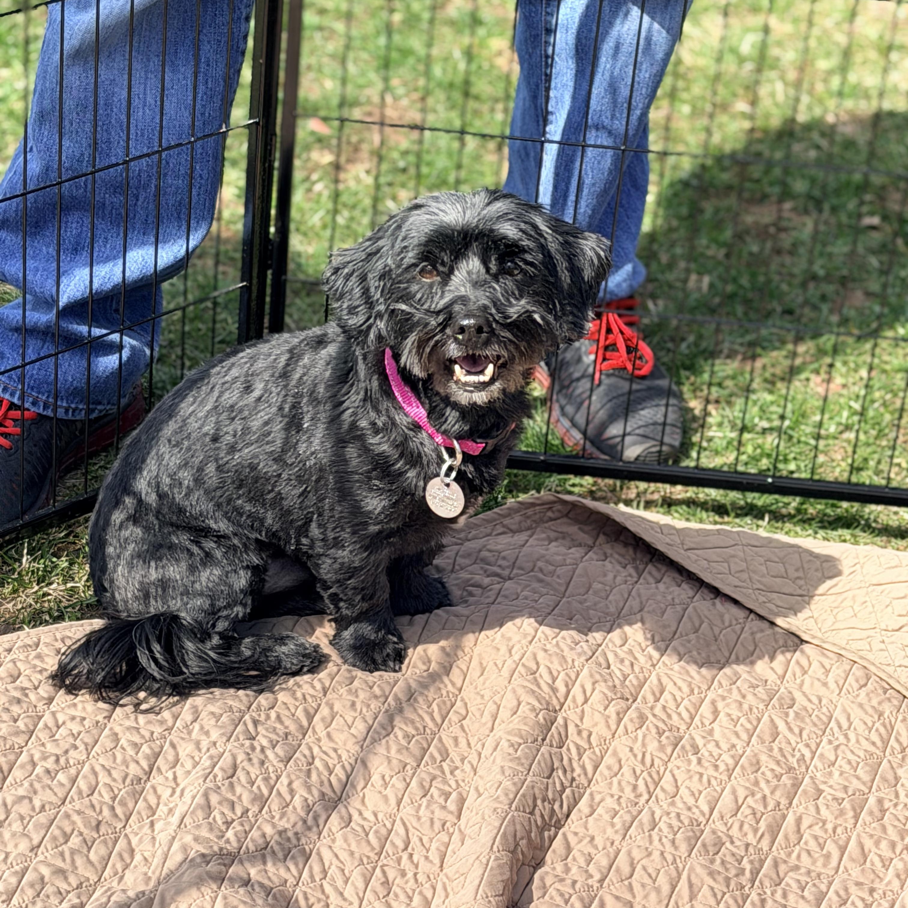 Enlarge Asher, an adopted mixed breed in Wayne, NJ image 4/6
