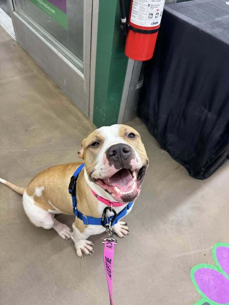 Wanda Joy, Adoptable, Adult Female American Staffordshire Terrier & American Bulldog.