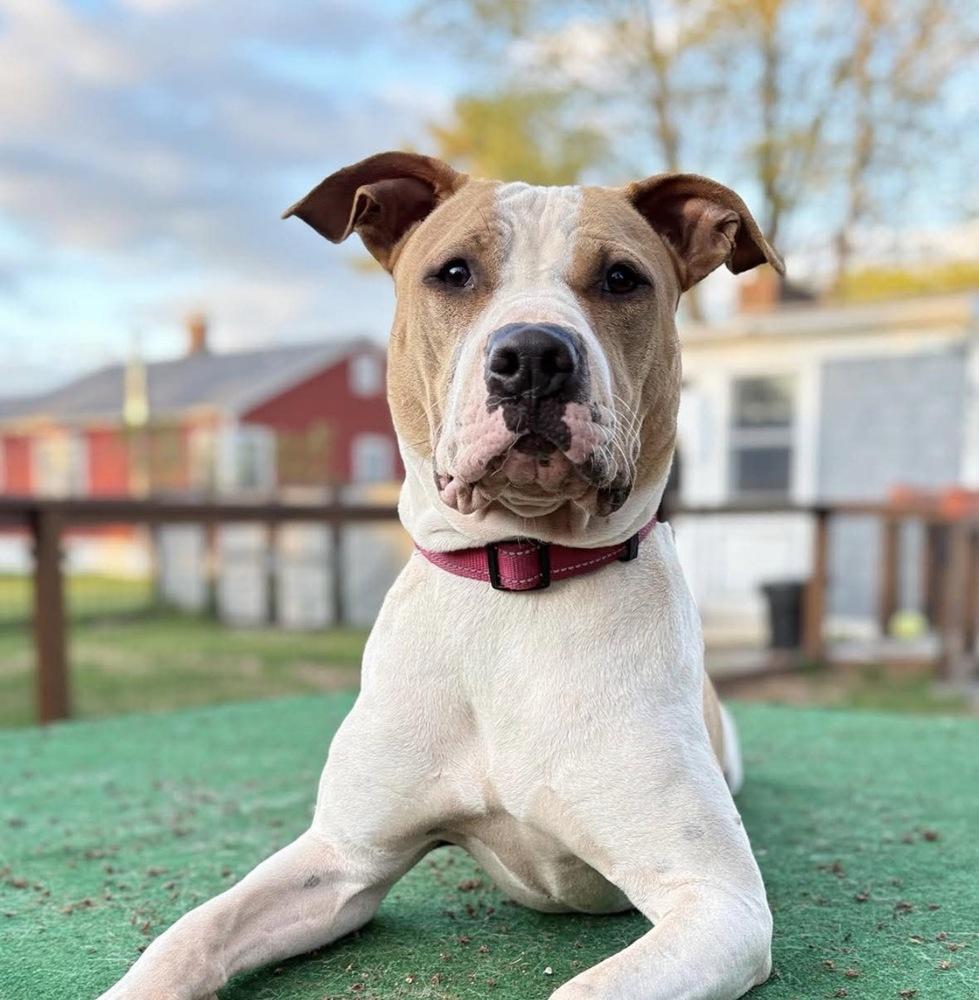 Wanda Joy, a Adoptable mixed breed in Saugus, MA image 2/6