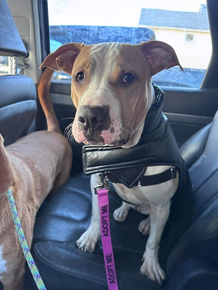 Wanda Joy, a Adoptable mixed breed in Saugus, MA image 3/6