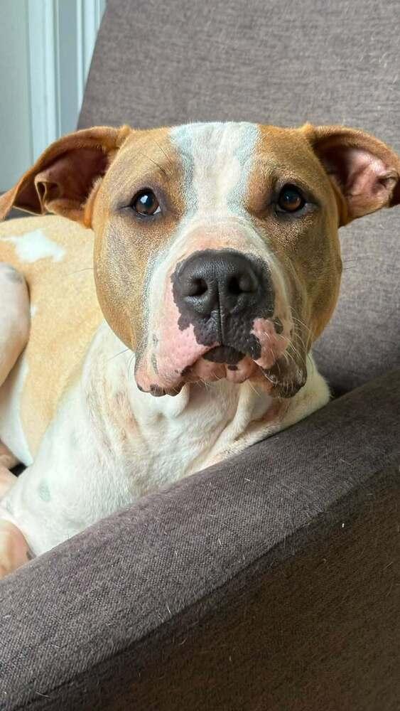 Enlarge Wanda Joy, a Adoptable mixed breed in Saugus, MA image 2/6