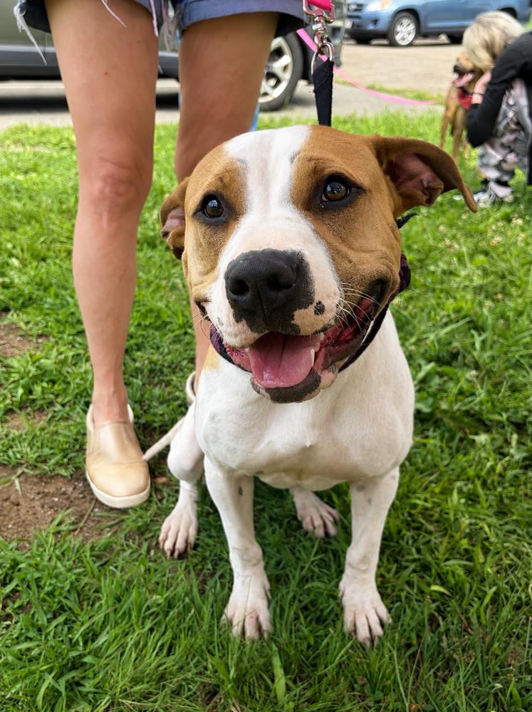 Enlarge Wanda Joy, a Adoptable mixed breed in Saugus, MA image 3/6