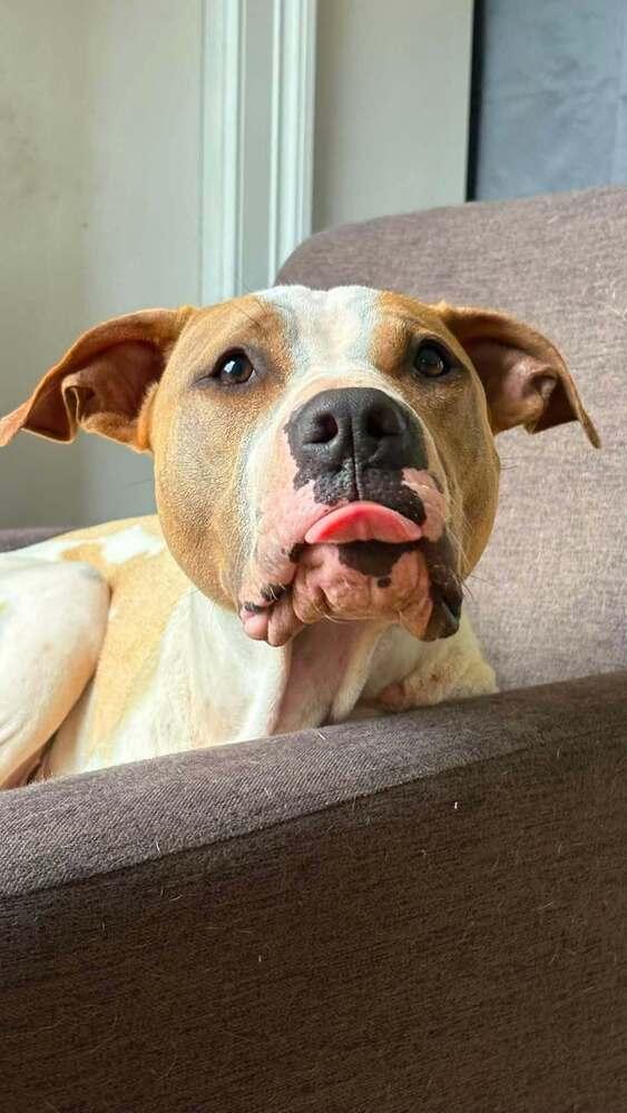 Enlarge Wanda Joy, a Adoptable mixed breed in Saugus, MA image 4/6
