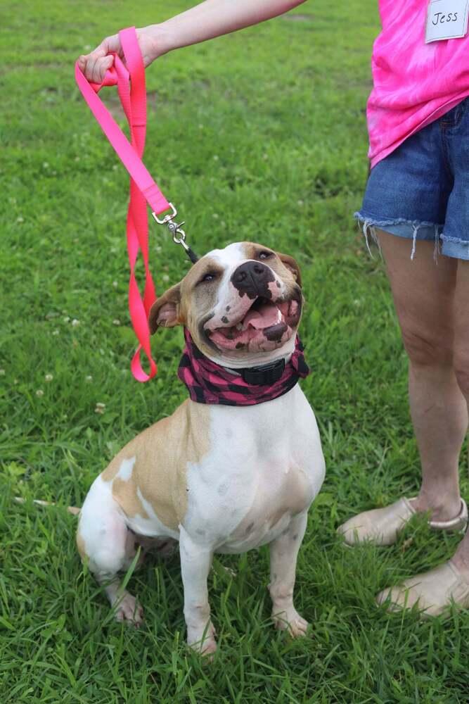 Enlarge Wanda Joy, a Adoptable mixed breed in Saugus, MA image 5/6