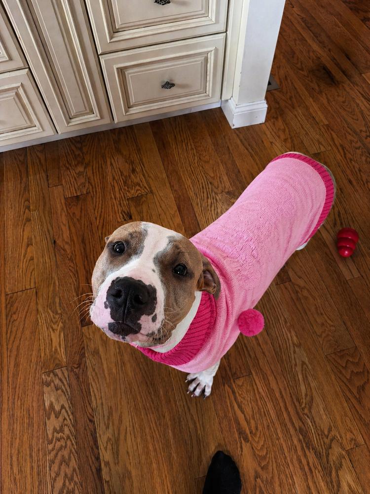 Wanda Joy, a Adoptable mixed breed in Saugus, MA image 5/6
