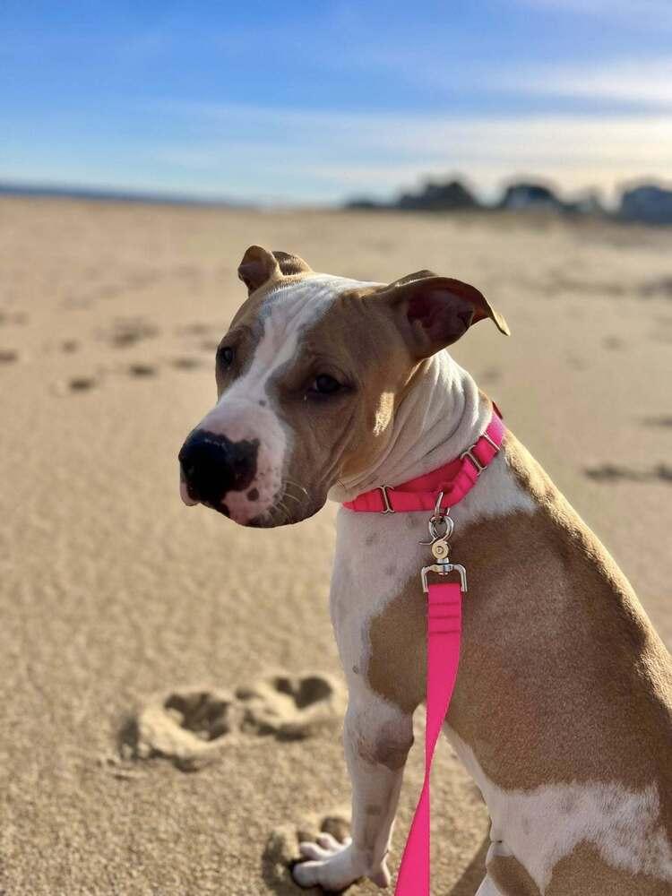 Wanda Joy, a Adoptable mixed breed in Saugus, MA image 6/6