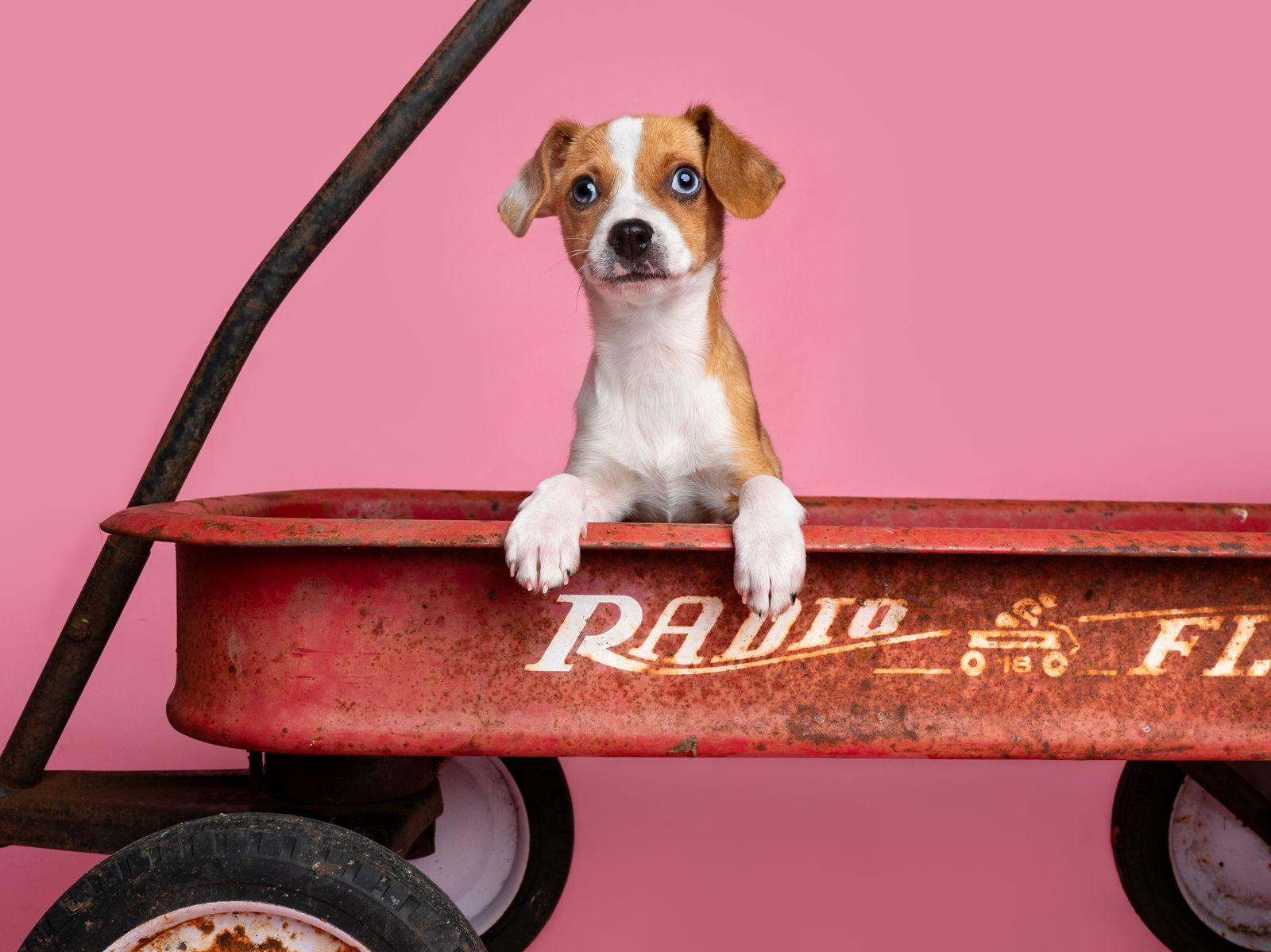 Chia, Adoptable, Puppy Male Italian Greyhound.