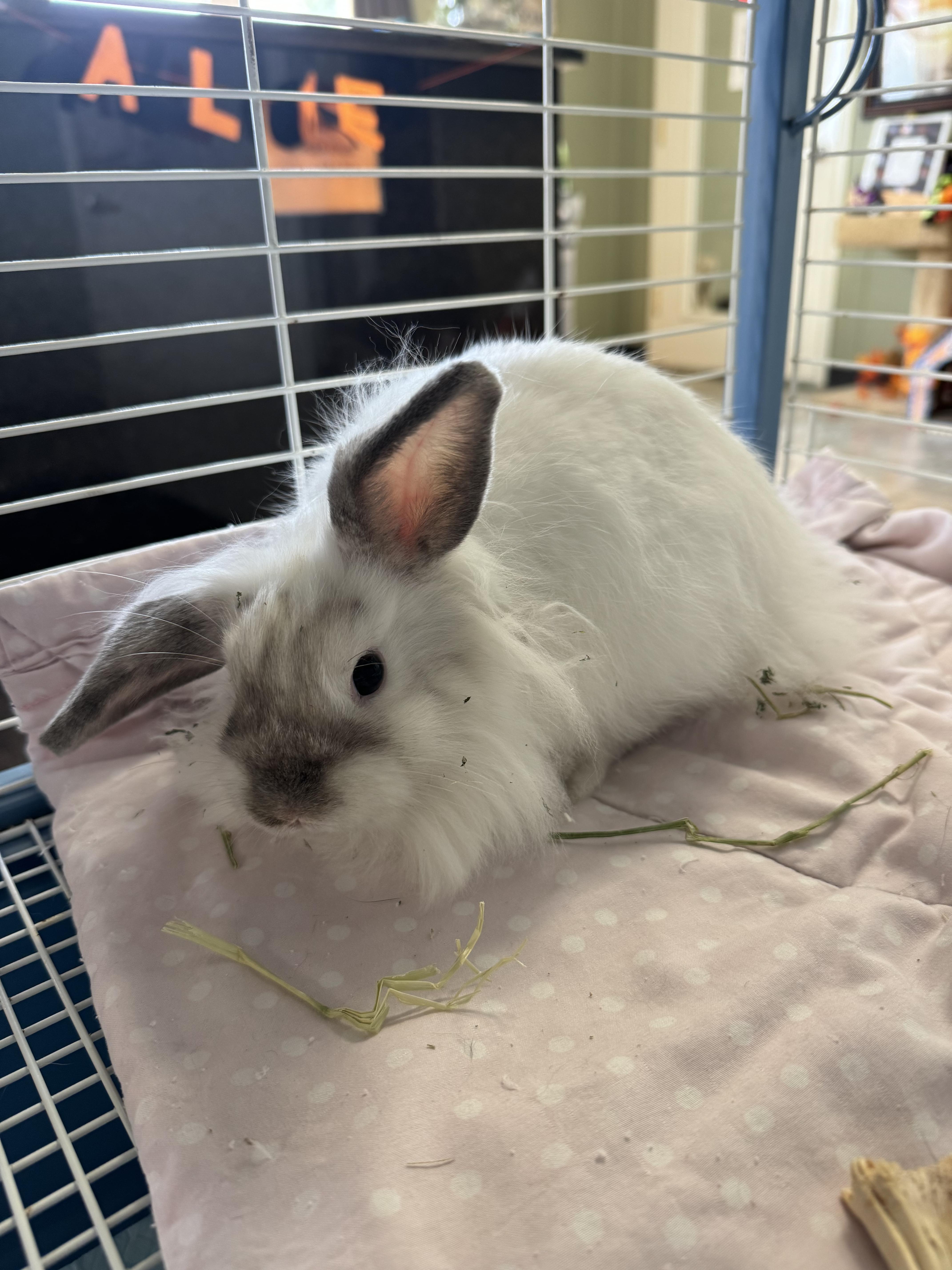 Tippy, Adoptable, Baby Female Holland Lop & Lionhead.