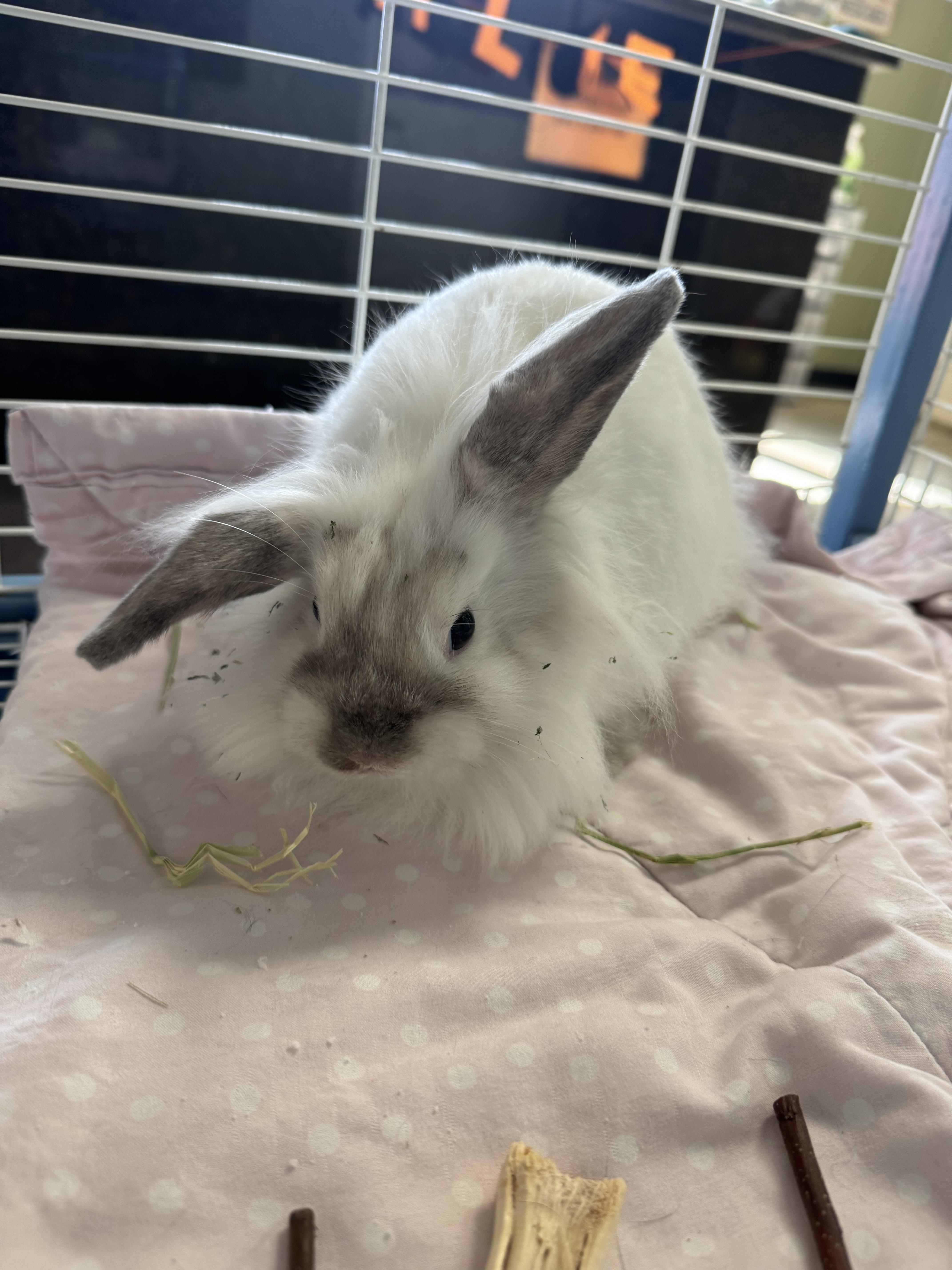 Enlarge Tippy, a Adoptable mixed breed in Clearfield, PA image 2/4