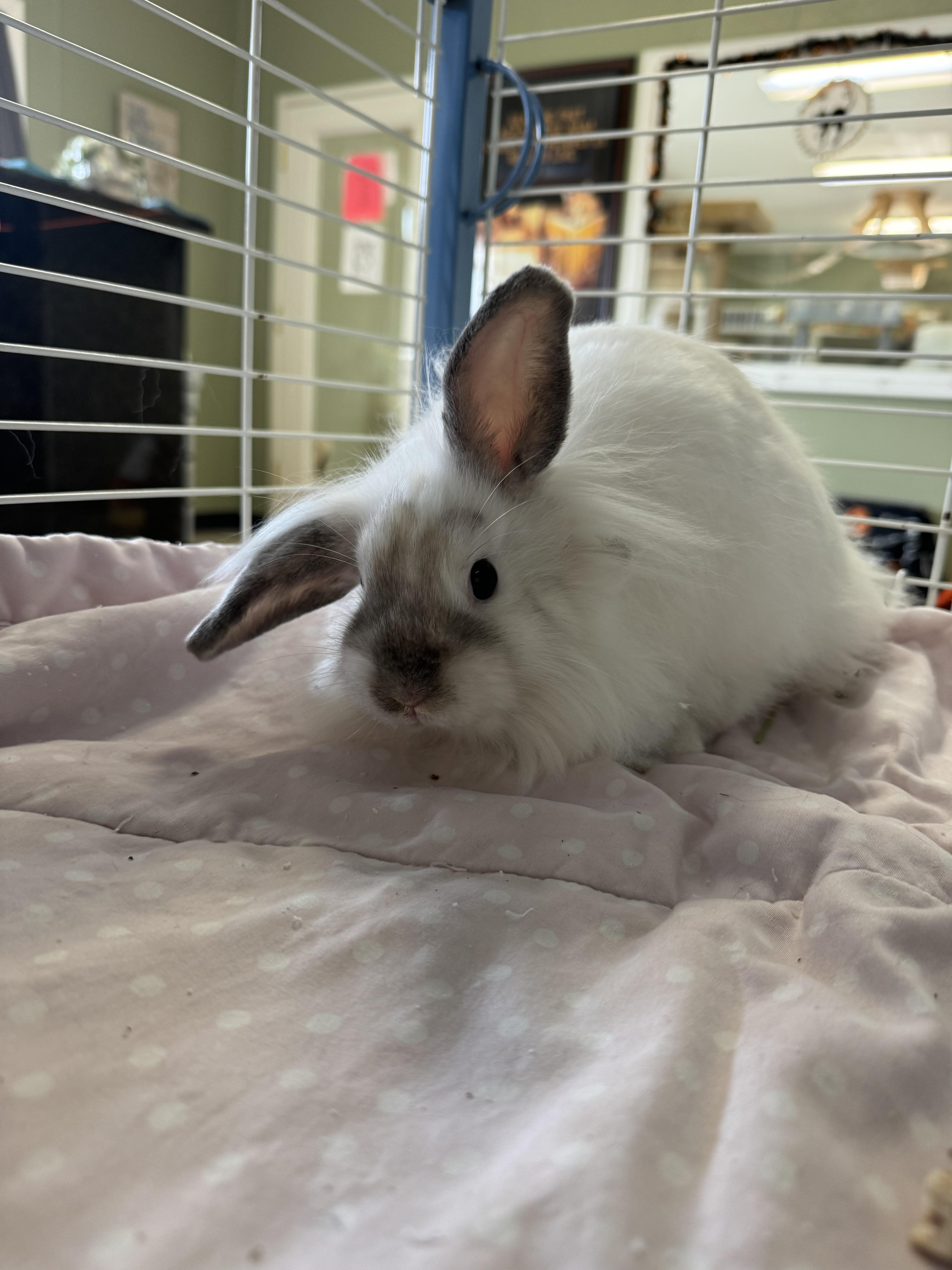 Enlarge Tippy, a Adoptable mixed breed in Clearfield, PA image 3/4