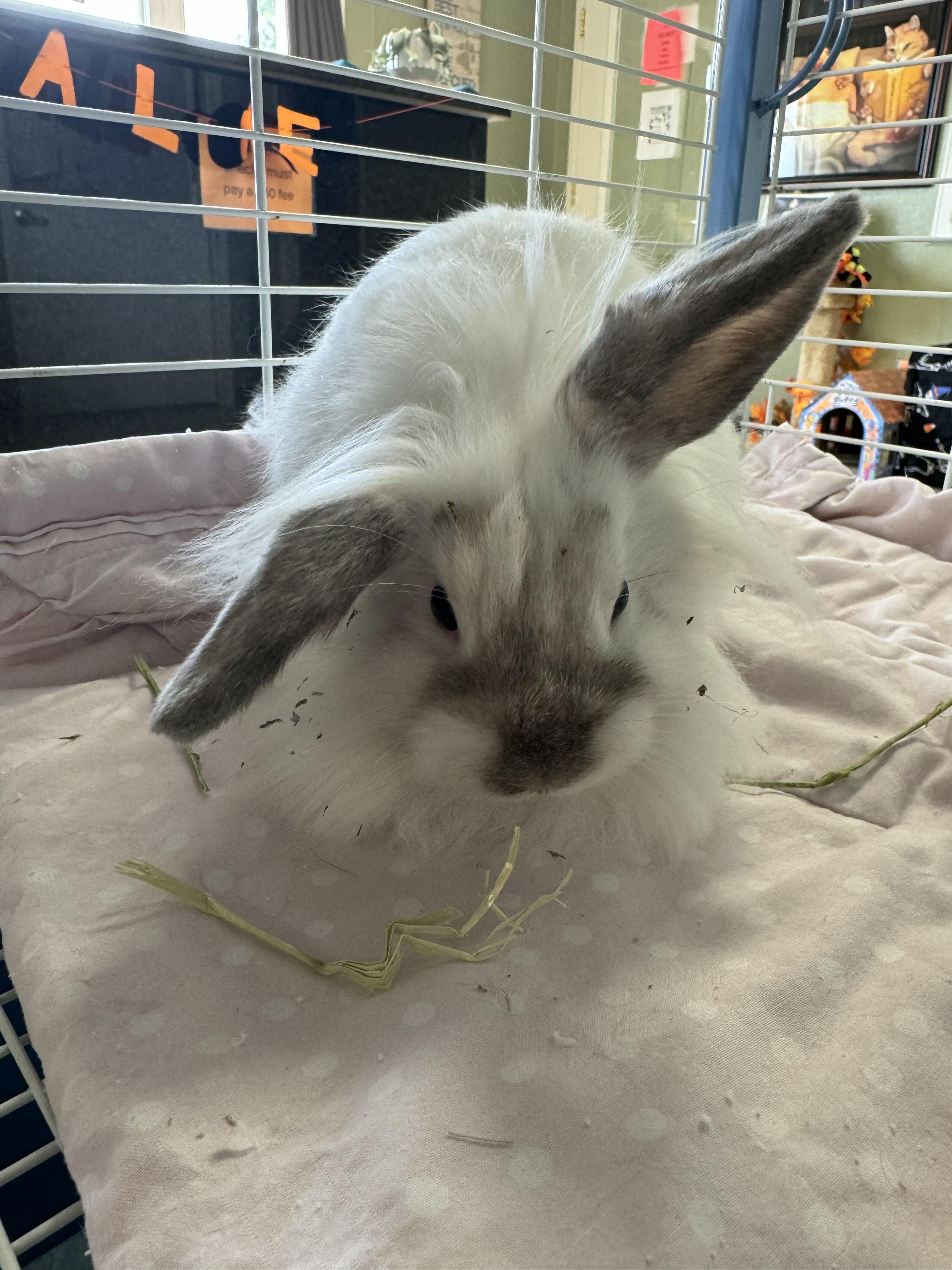 Enlarge Tippy, a Adoptable mixed breed in Clearfield, PA image 4/4