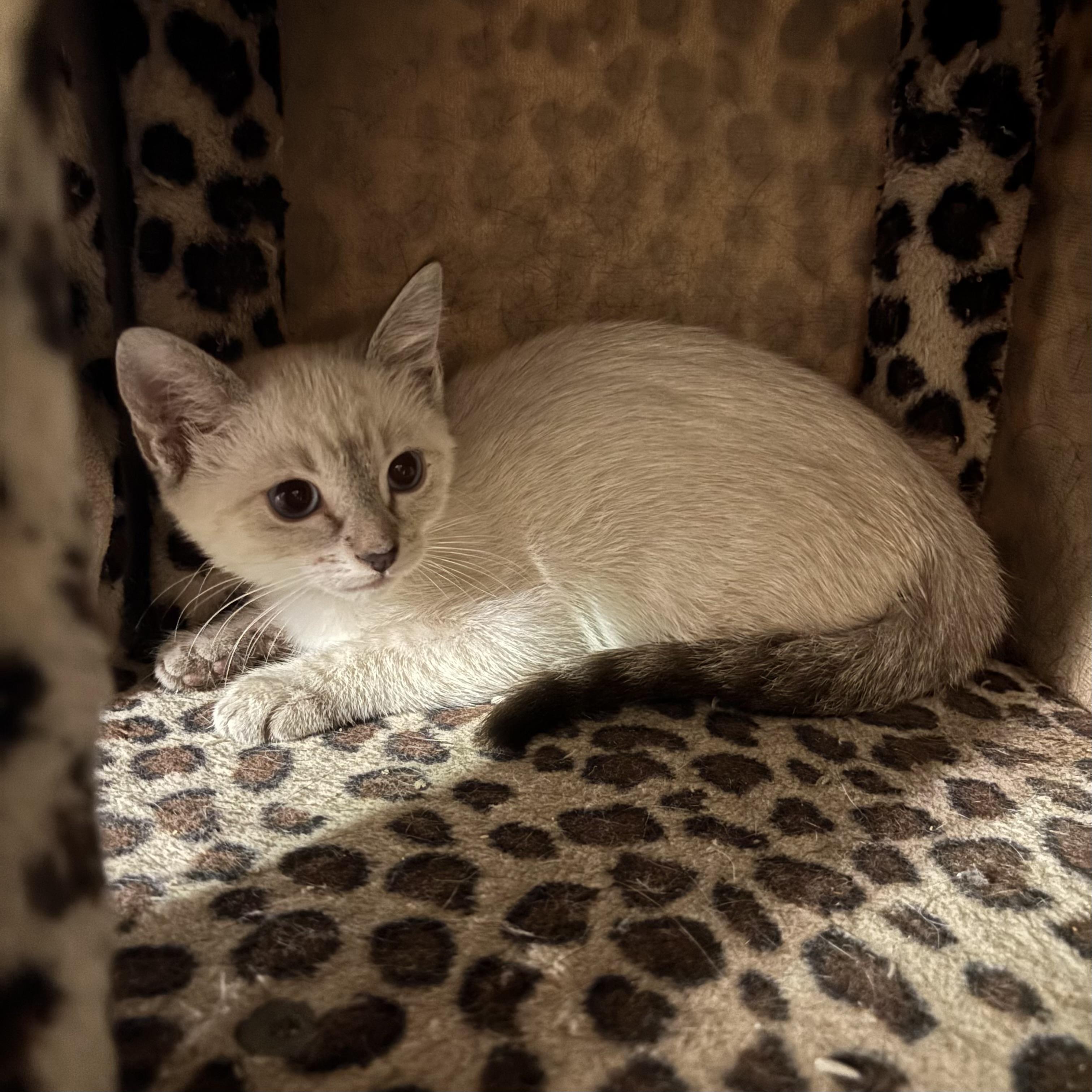 Bear, Adoptable, Kitten Male Siamese.