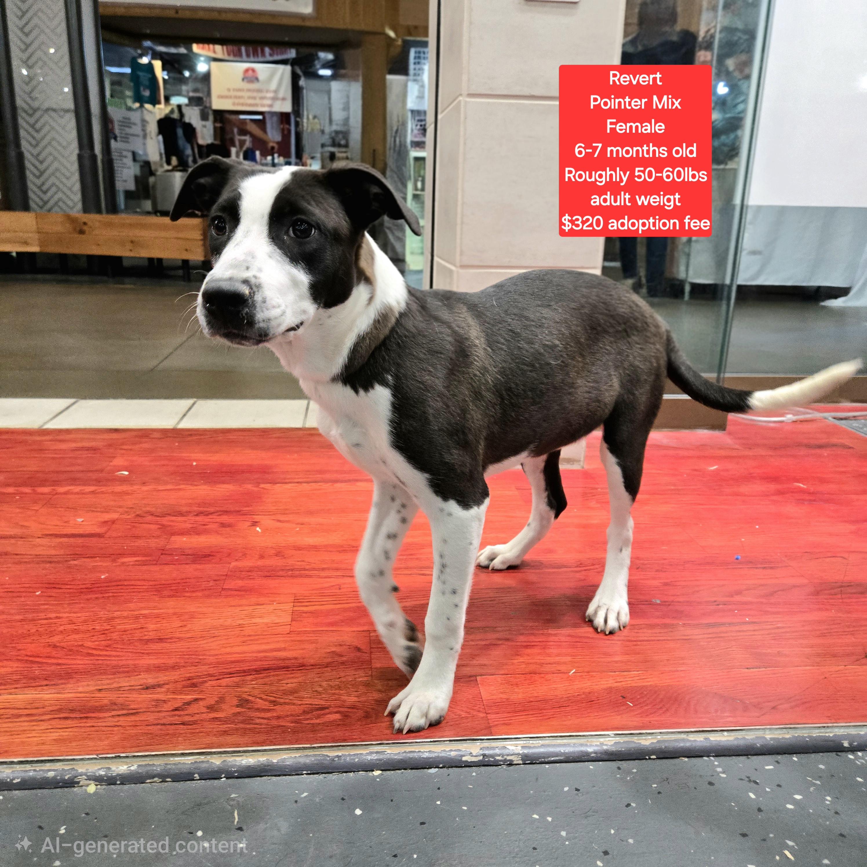 Revert, ADOPTABLE, Young Male Pointer.