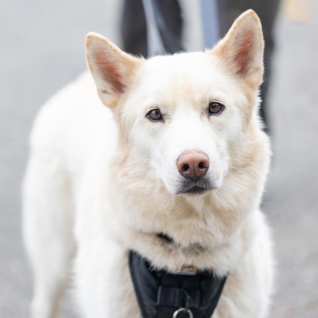 Ghost, Adoptable, Adult Male Husky.