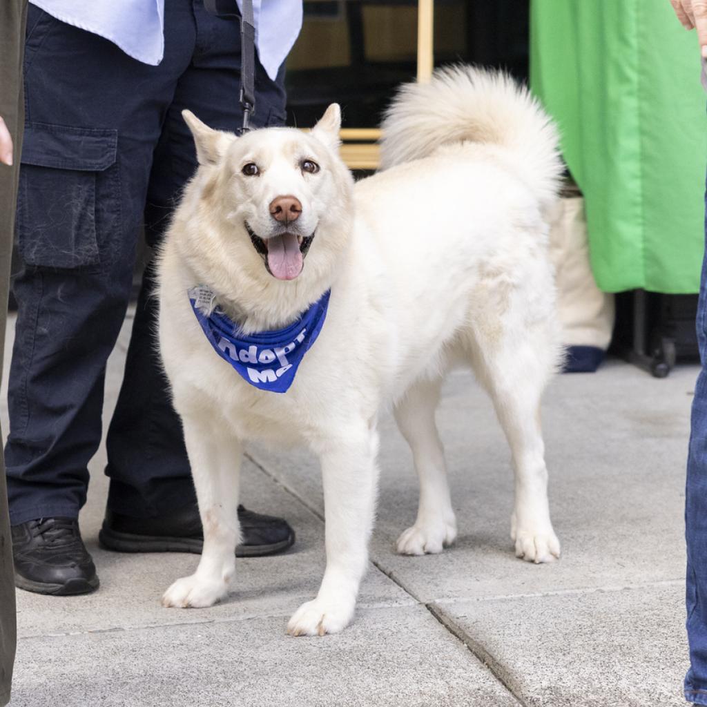 Enlarge Ghost, a Adoptable Husky in Durham, NC image 2/6