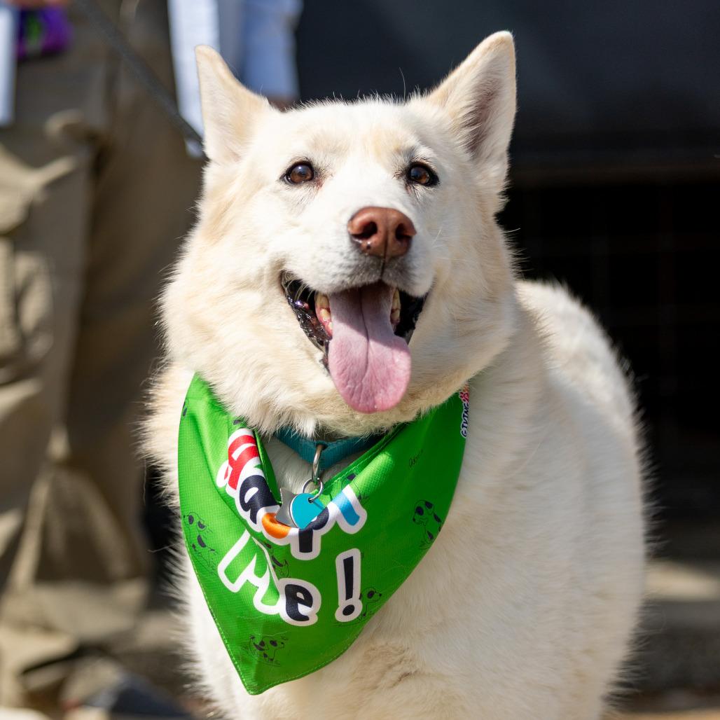 Enlarge Ghost, a Adoptable Husky in Durham, NC image 2/6