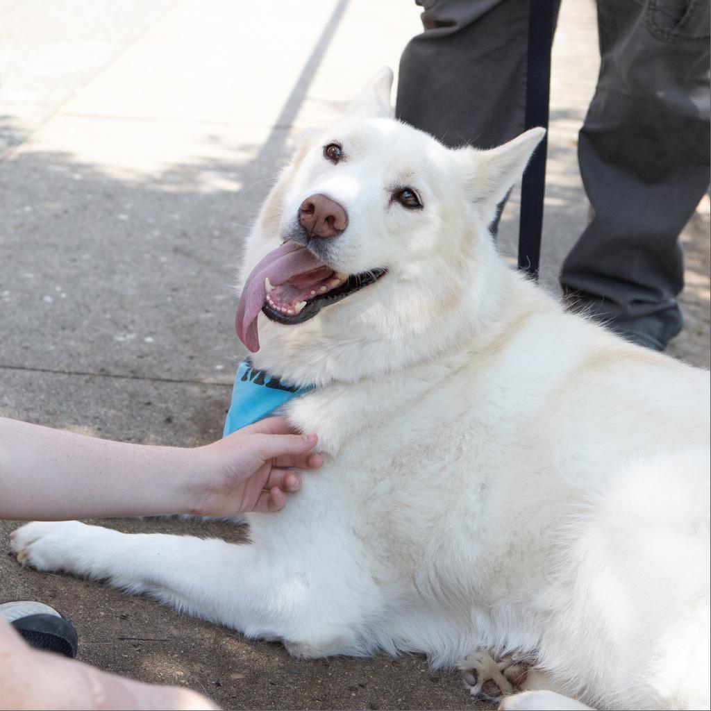 Enlarge Ghost, a Adoptable Husky in Durham, NC image 3/6