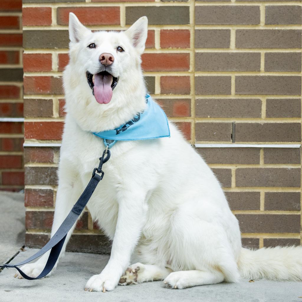Enlarge Ghost, a Adoptable Husky in Durham, NC image 6/6