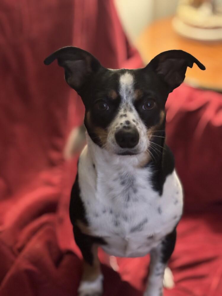 Rex, Adoptable, Adult Male Chihuahua.