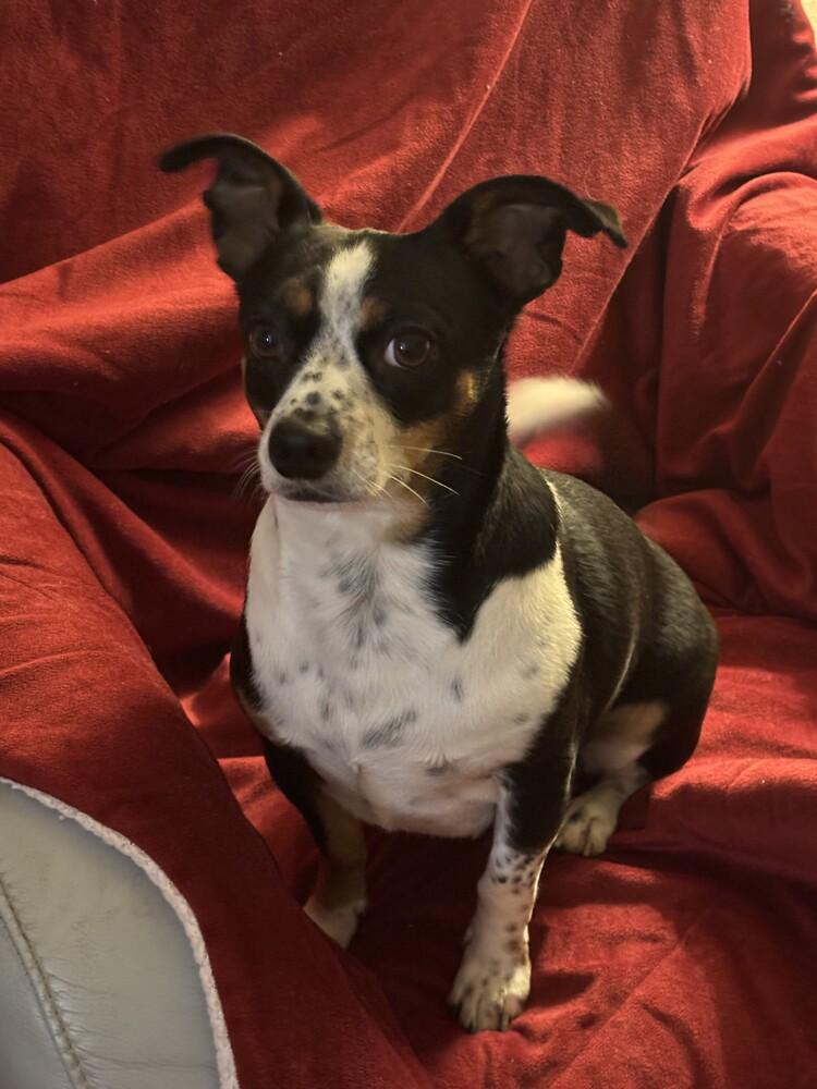 Enlarge Rex, a Adoptable mixed breed in Jefferson Hills, PA image 3/4