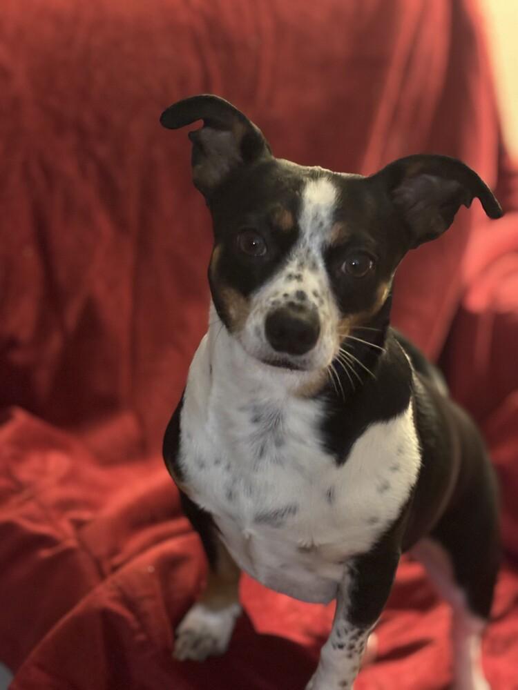 Enlarge Rex, a Adoptable mixed breed in Jefferson Hills, PA image 4/4