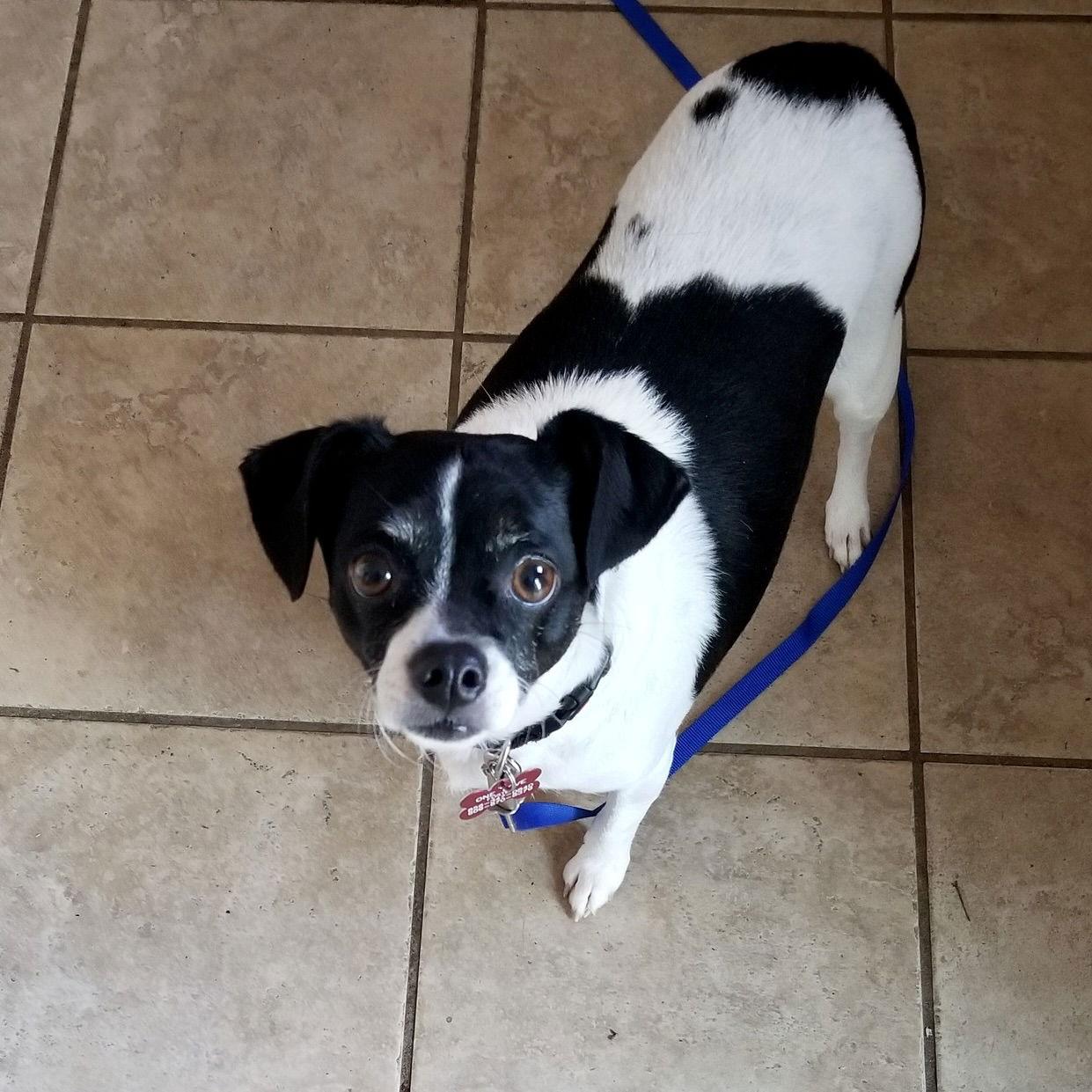 Enlarge Bellini, a Adoptable Rat Terrier in Blackwood, NJ image 1/3