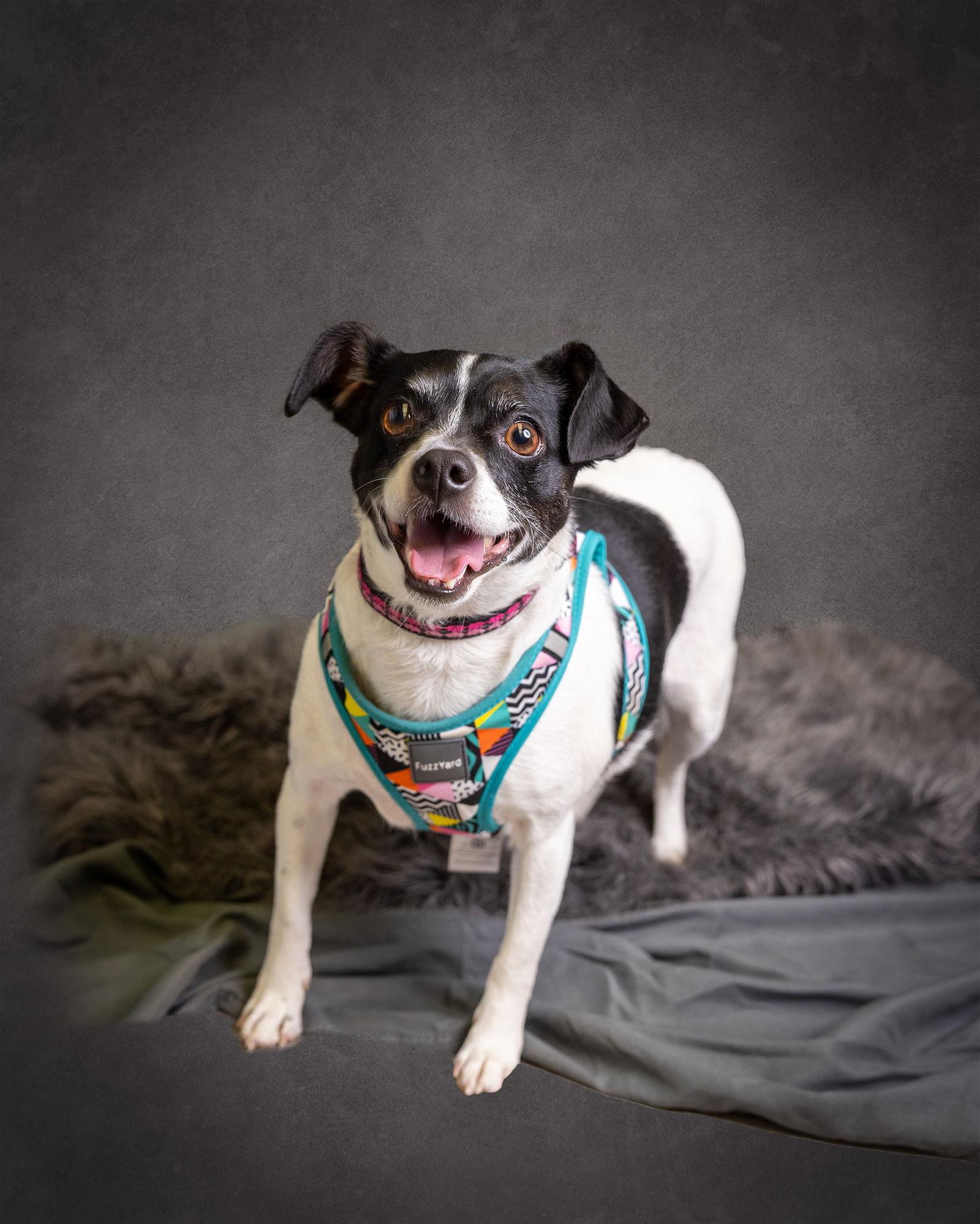 Bellini, Adoptable, Adult Female Rat Terrier.