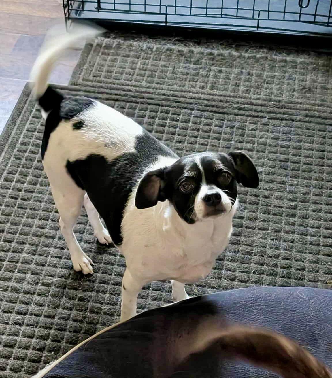 Enlarge Bellini, a Adoptable Rat Terrier in Blackwood, NJ image 3/3