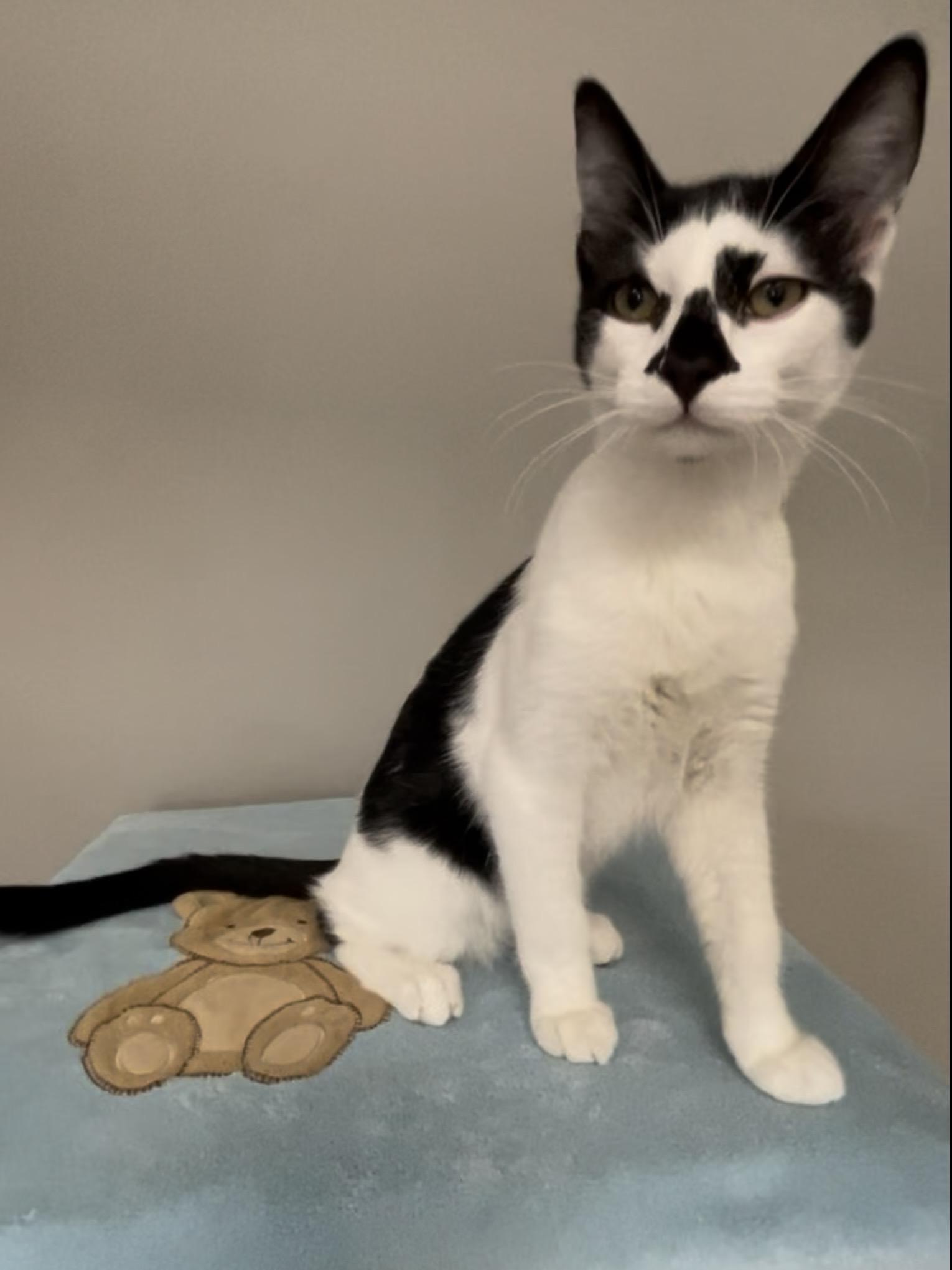 Jasper, Adopted, Young Male Domestic Short Hair.