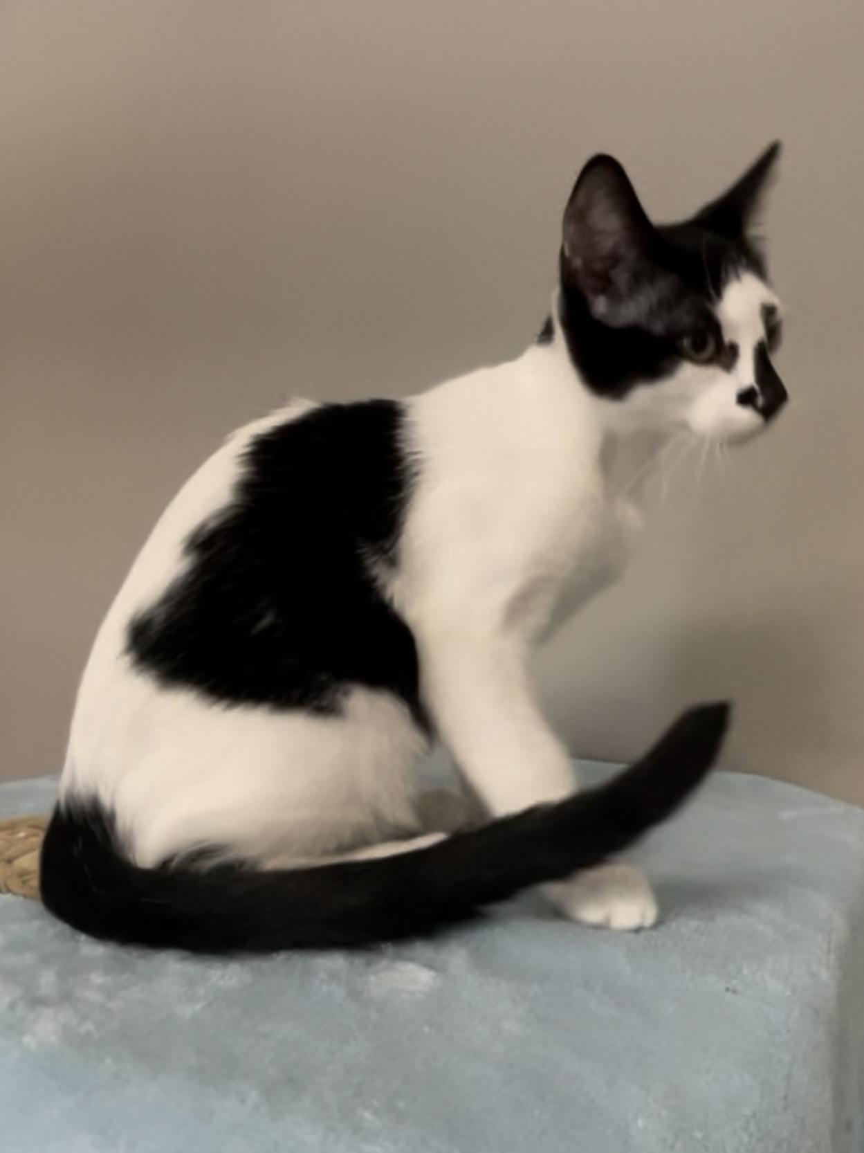 Enlarge Jasper, a Adopted Domestic Short Hair in Petaluma, CA image 2/4