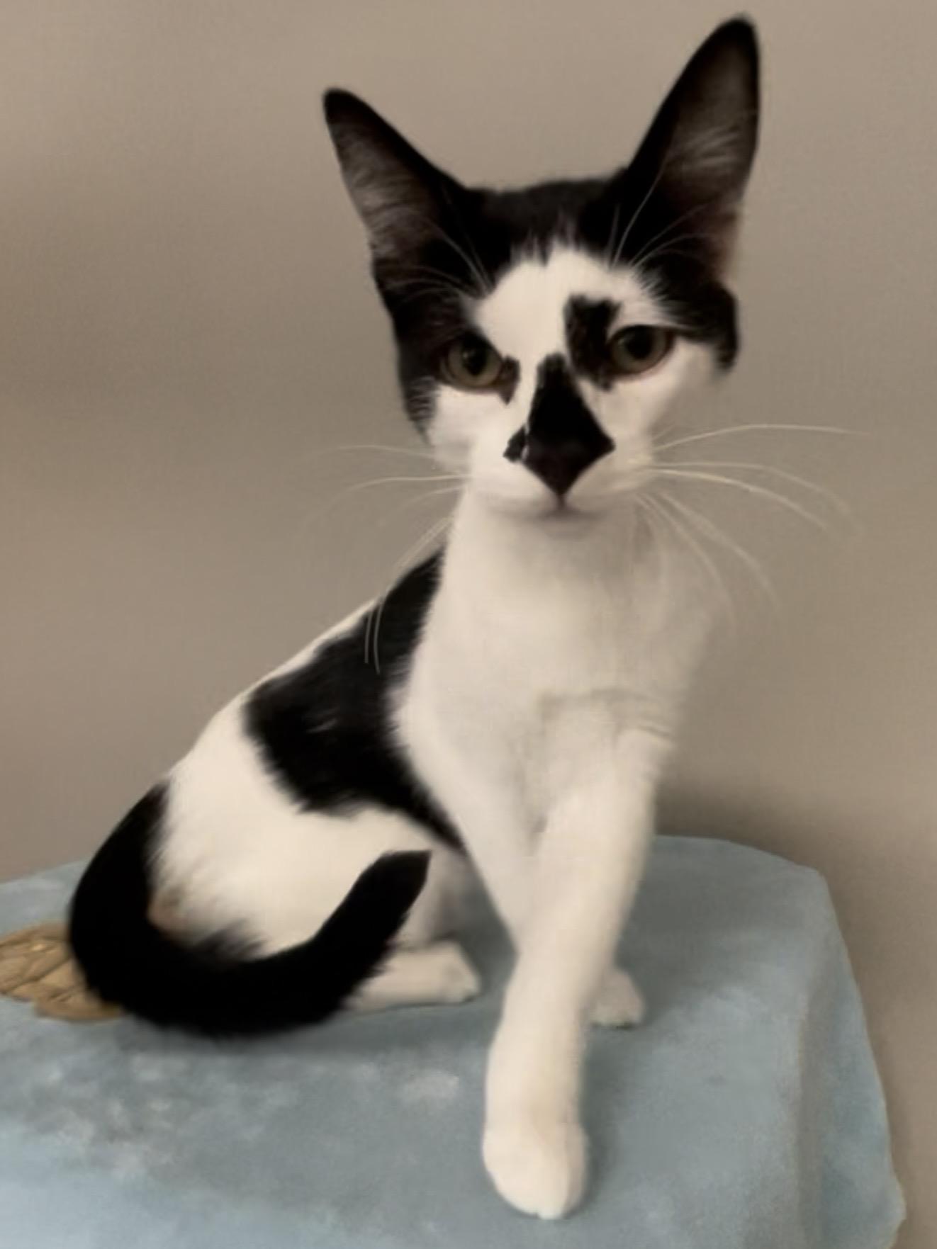 Enlarge Jasper, a Adopted Domestic Short Hair in Petaluma, CA image 4/4