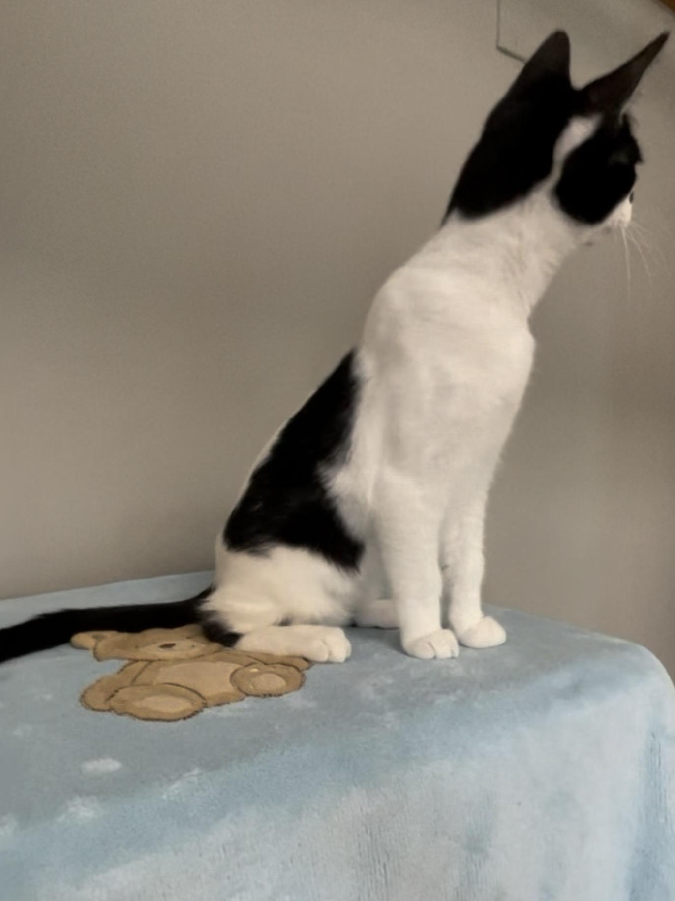 Enlarge Jasper, a Adopted Domestic Short Hair in Petaluma, CA image 3/4